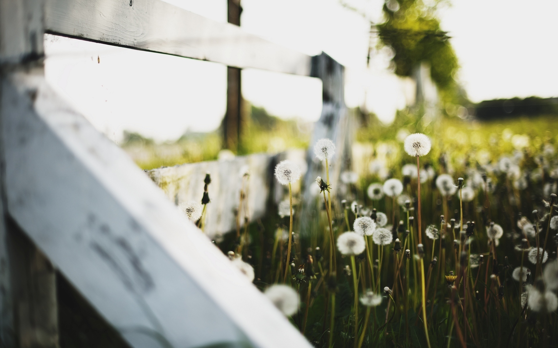 Обои цветы, макро, забор, одуванчики, пух, flowers, macro, the fence, dandelions, fluff разрешение 1920x1200 Загрузить