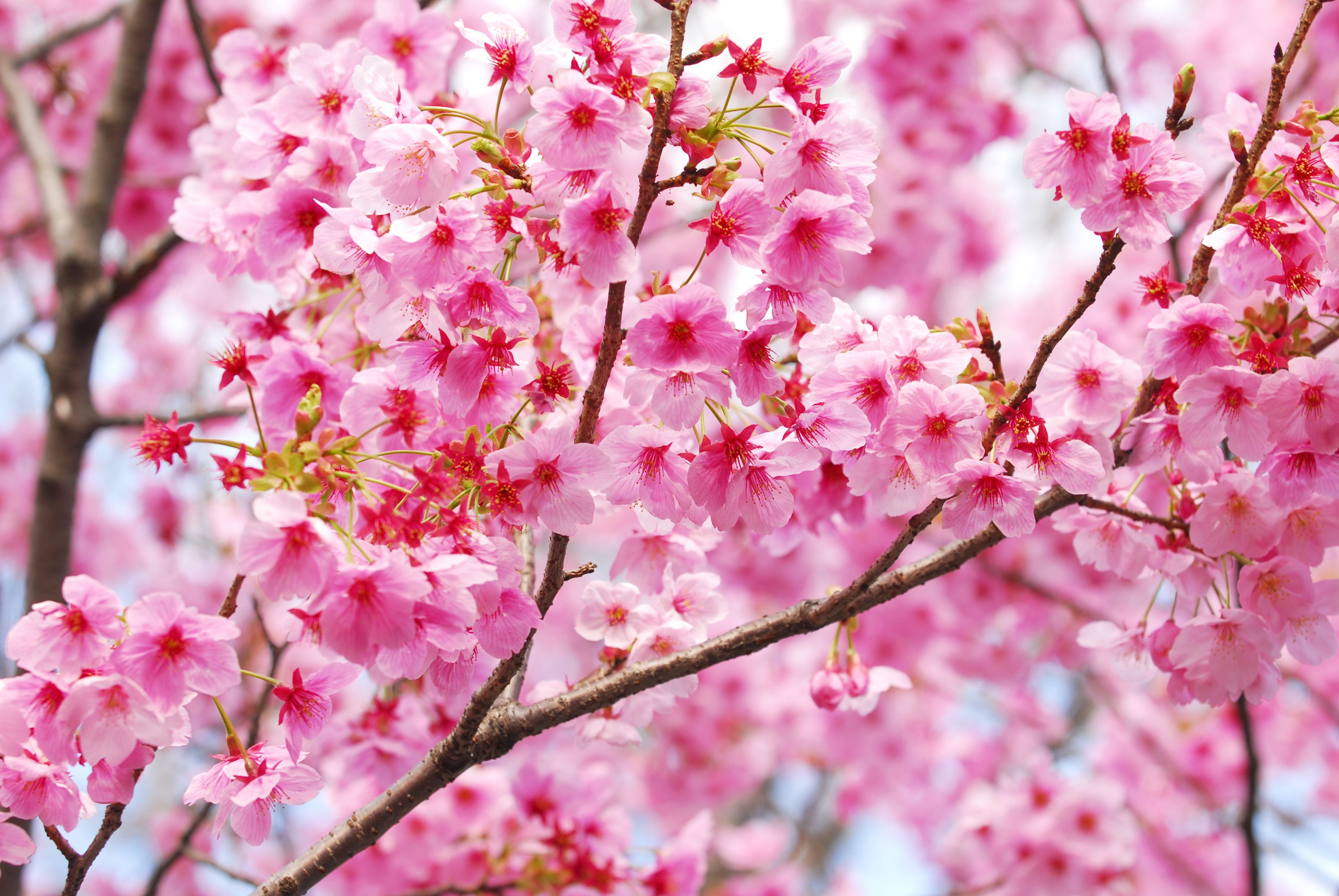 Обои цветение, ветки, весна, сакура, blossom, весенние, flowering trees, flowering, branches, spring, sakura разрешение 3700x2477 Загрузить