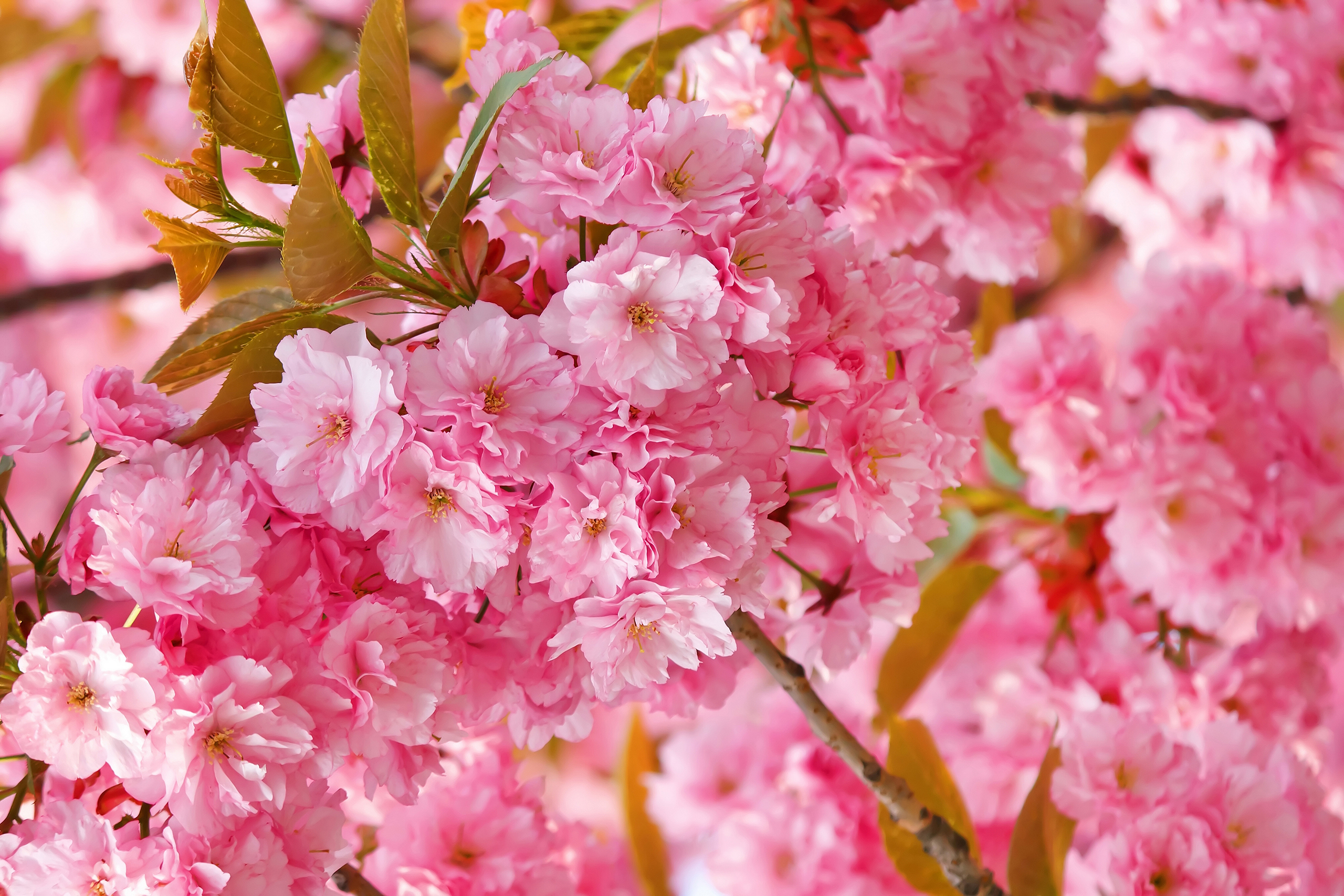 Обои цветение, весна, сакура, нежность, розовая, flowering, spring, sakura, tenderness, pink разрешение 2560x1707 Загрузить