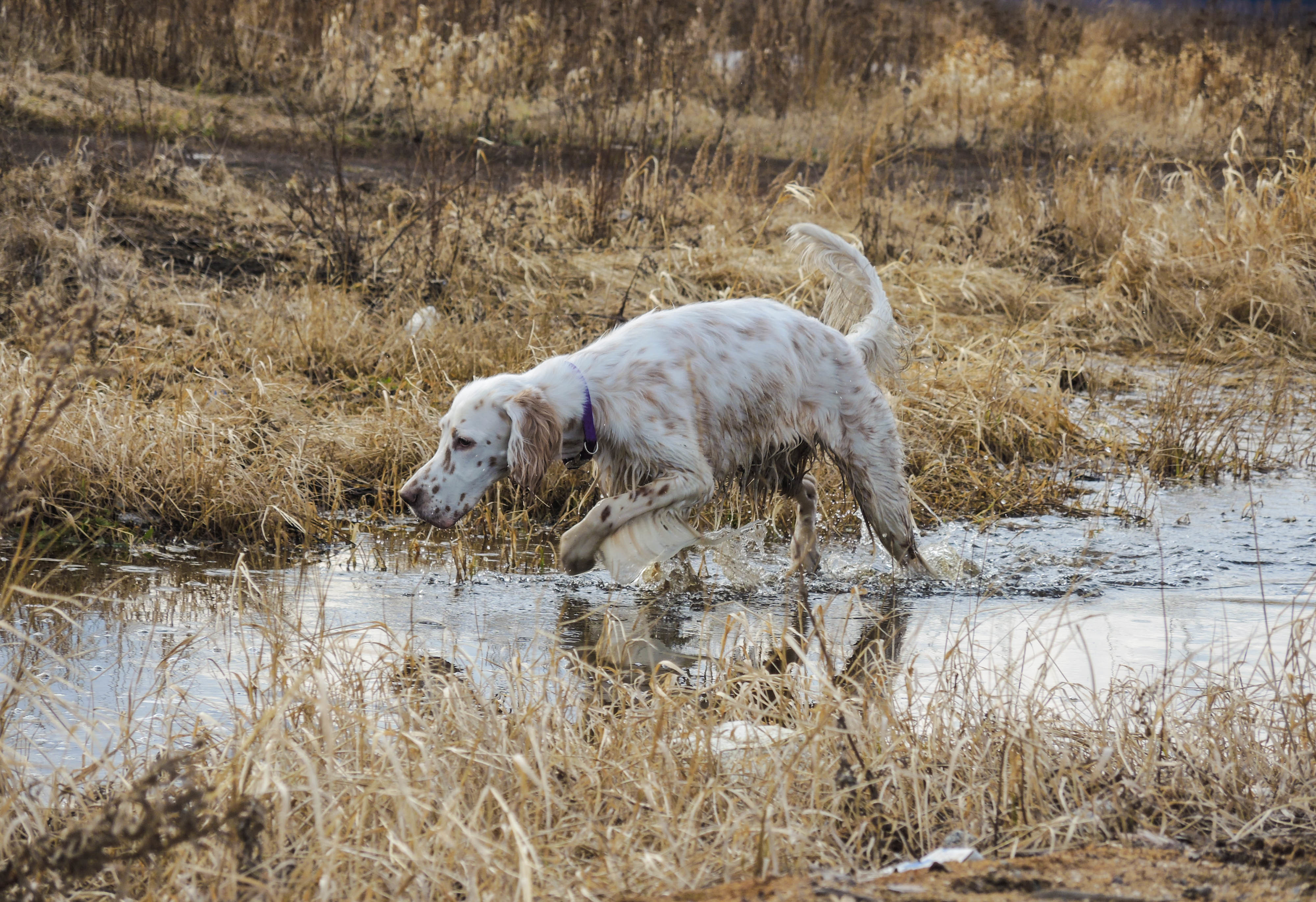 Обои вода, охота, стойка, сеттер, английский сеттер, сухая трава, water, hunting, stand, setter, the english setter, dry grass разрешение 4000x2741 Загрузить