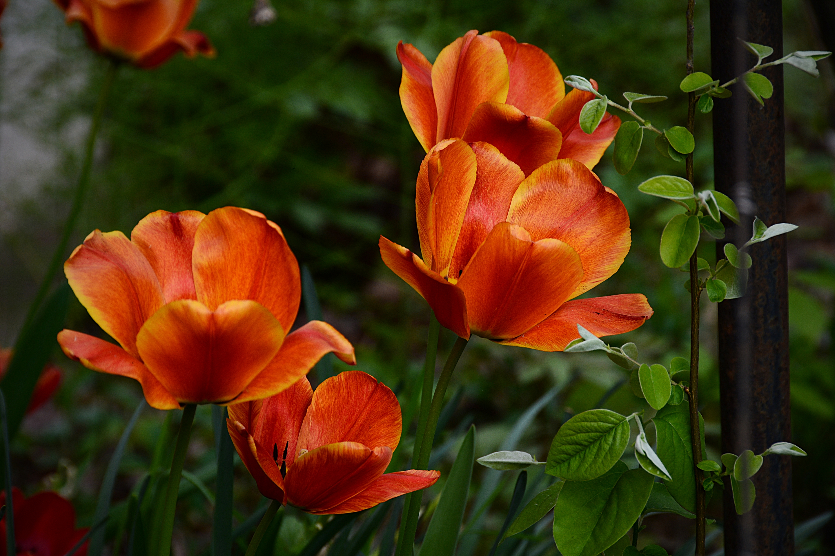 Обои весна, тюльпаны, апельсин, оранжевые, тульпаны, весенние, spring, tulips, orange разрешение 2880x1920 Загрузить