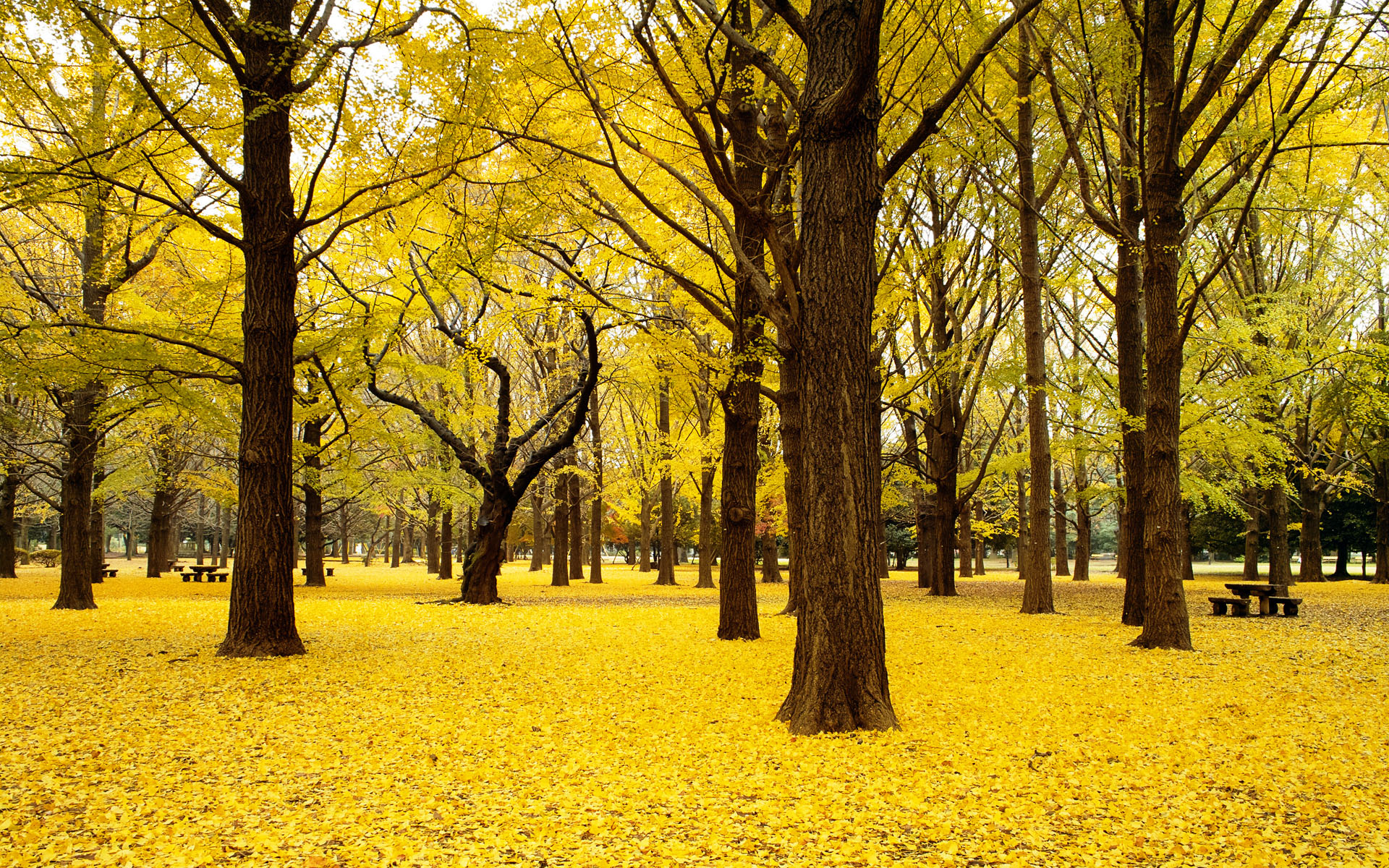 Обои деревья, природа, пейзаж, парк, осень, япония, trees, nature, landscape, park, autumn, japan разрешение 1920x1200 Загрузить