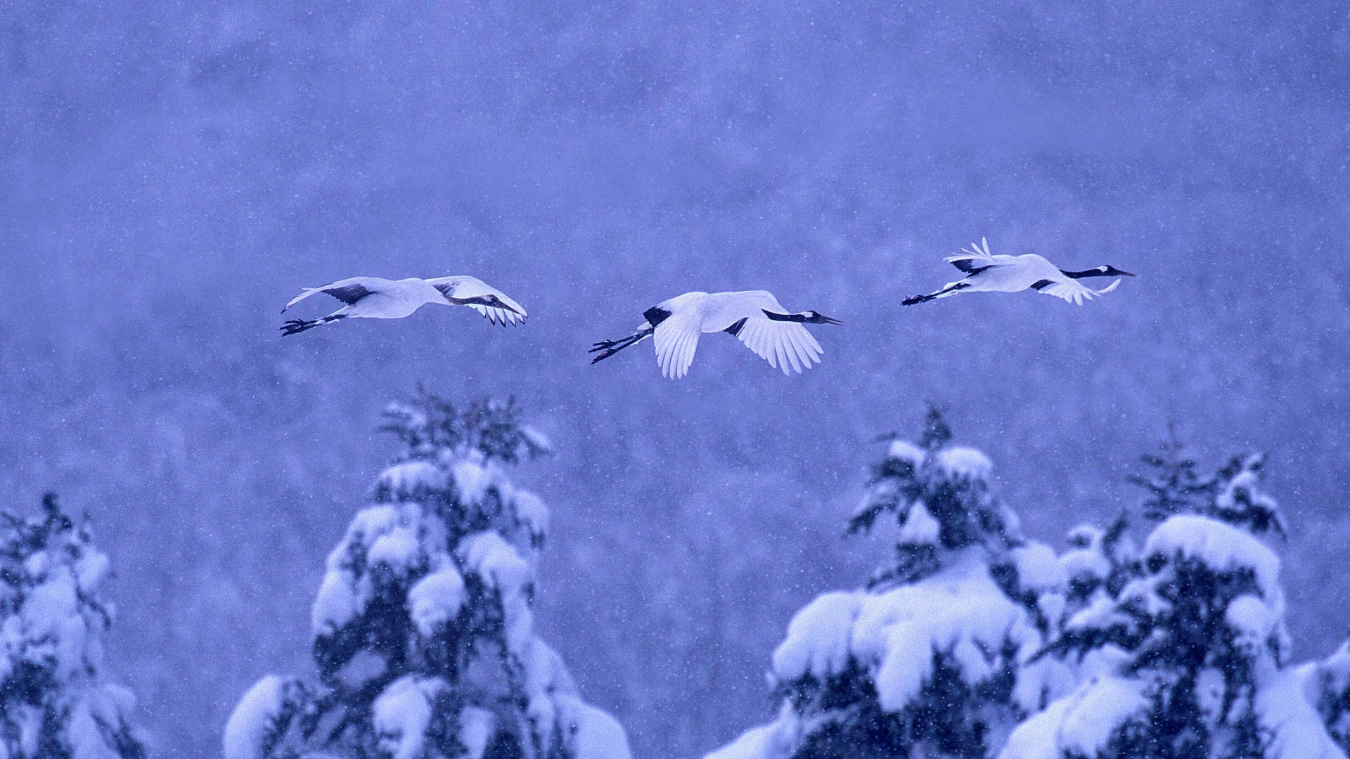 Обои природа, зима, птицы, журавль, японский, nature, winter, birds, crane, japanese разрешение 1920x1080 Загрузить