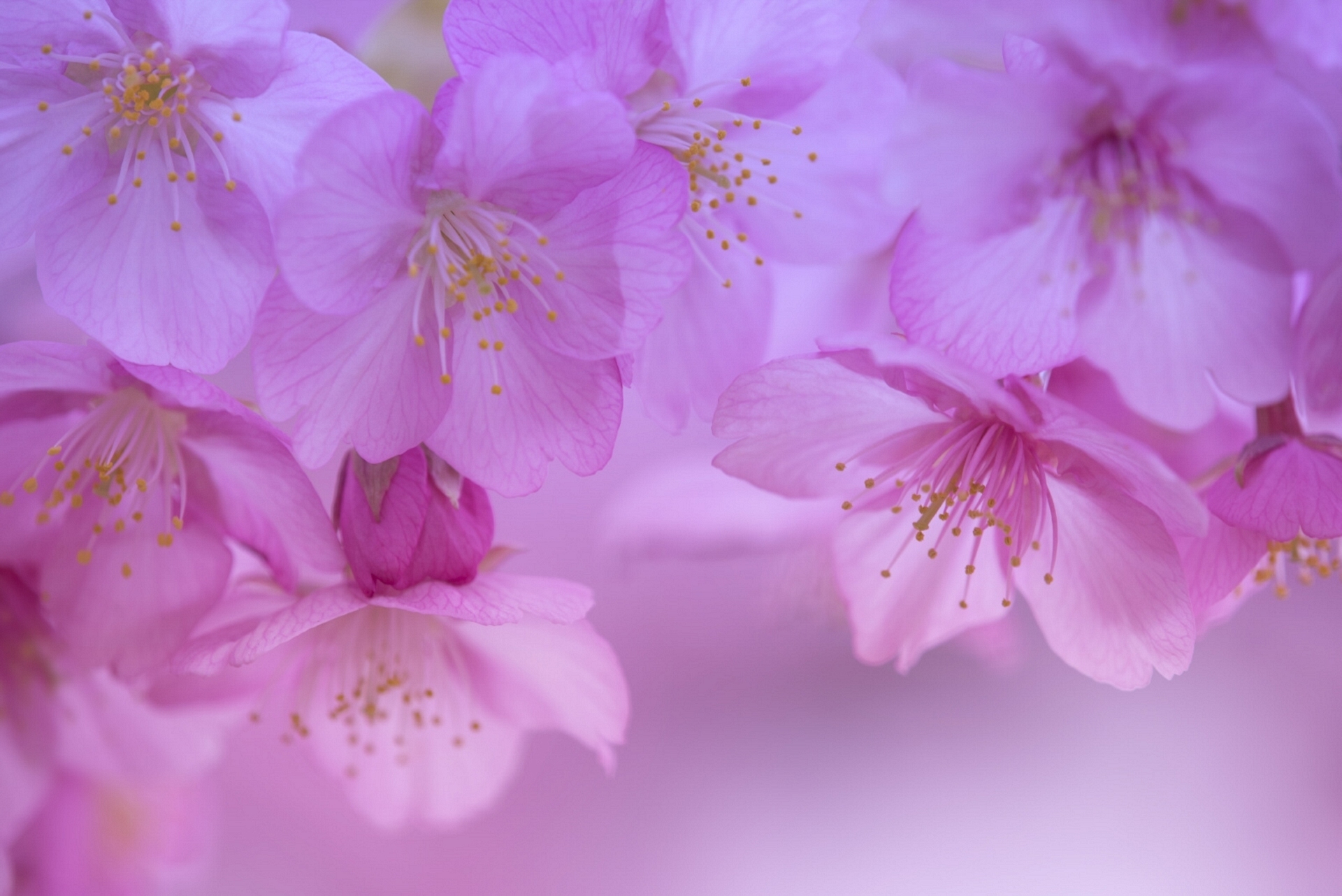 Обои цветы, цветение, макро, лепестки, весна, вишня, сакура, цветки, flowers, flowering, macro, petals, spring, cherry, sakura разрешение 1920x1282 Загрузить
