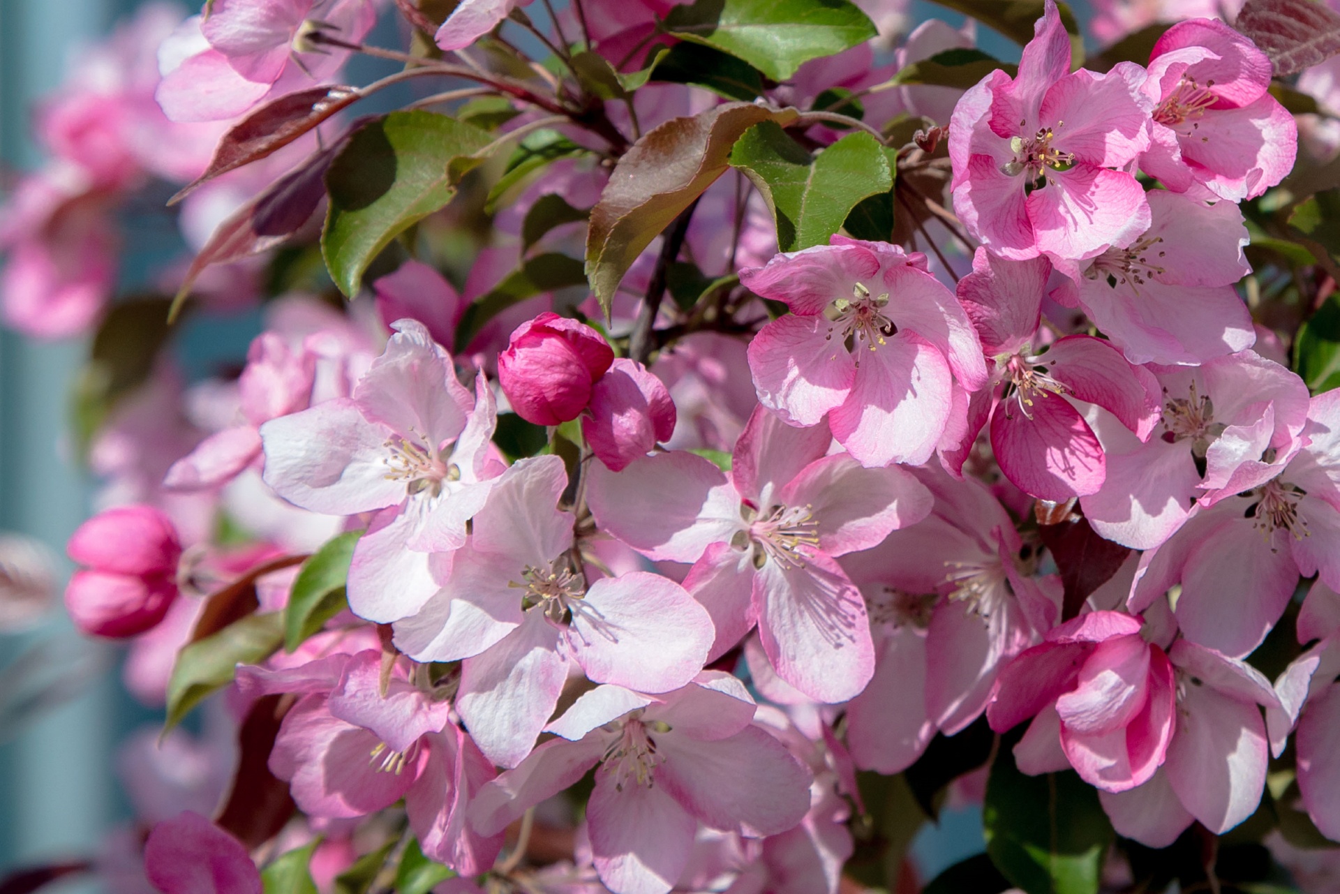 Обои цветы, дерево, цветение, весна, розовые, flowers, tree, flowering, spring, pink разрешение 1920x1281 Загрузить