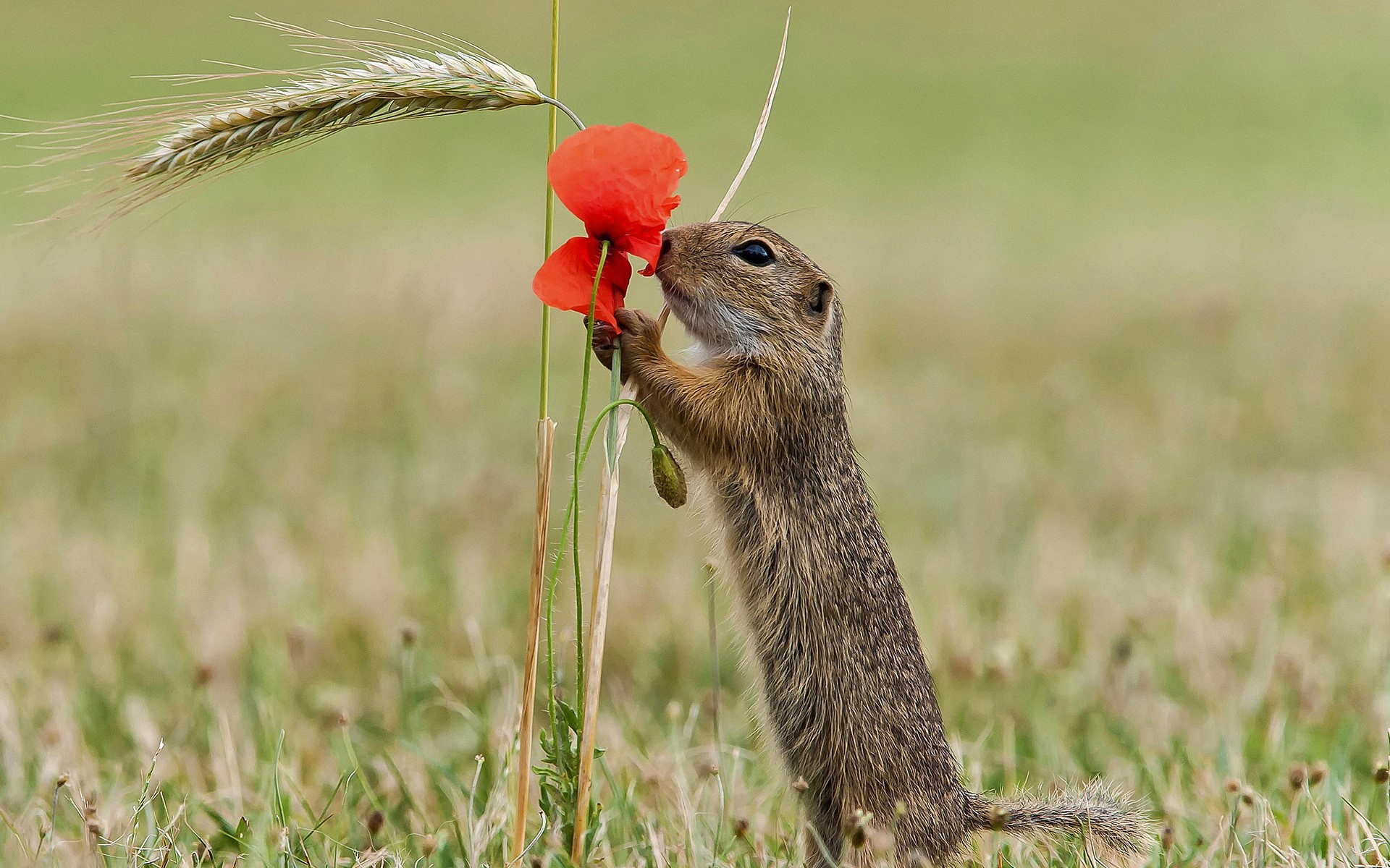 Обои природа, цветок, лепестки, мак, грызун, суслик, nature, flower, petals, mac, rodent, gopher разрешение 1920x1200 Загрузить