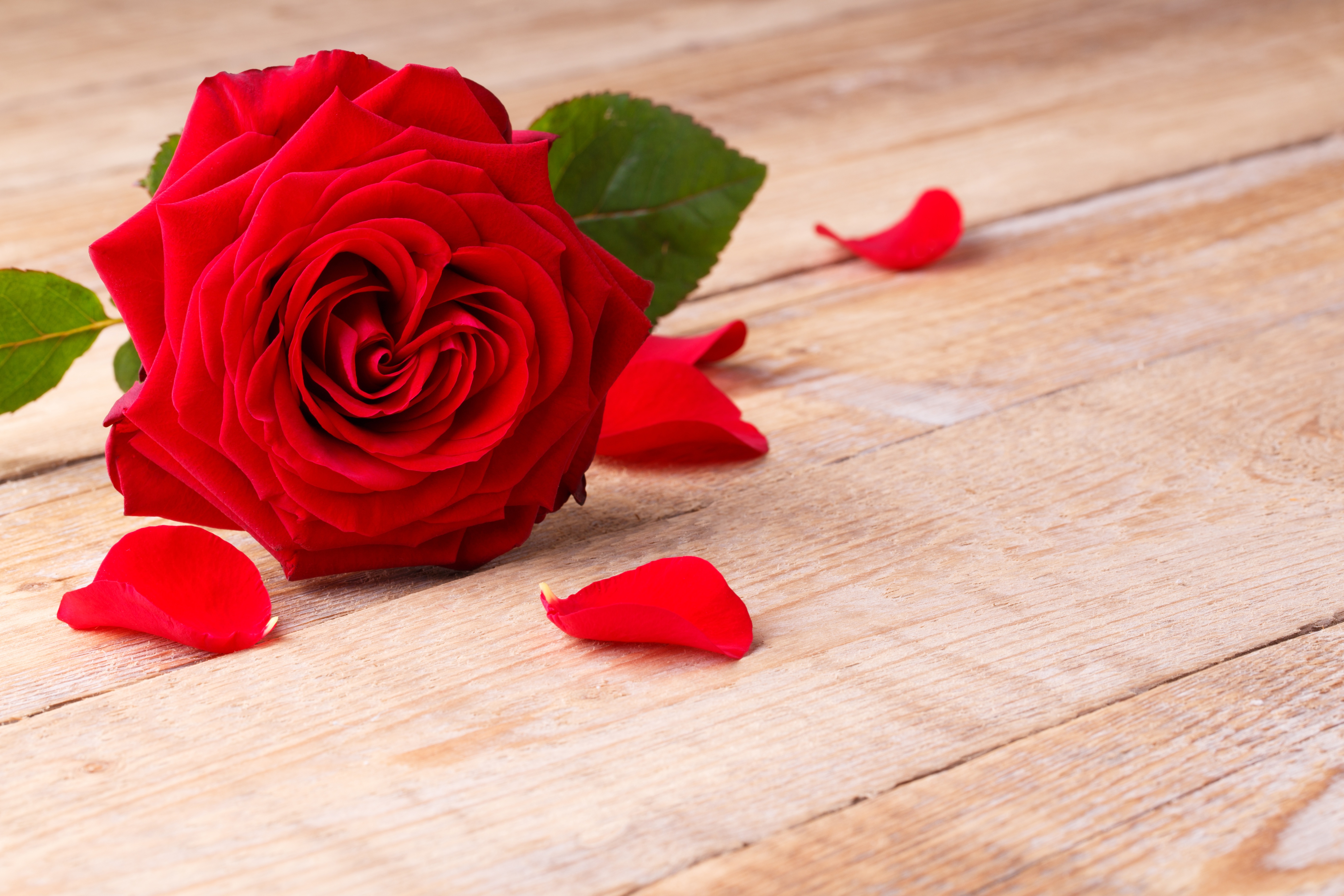 Обои цветок, роза, лепестки, красная, романтик,  цветы, flower, rose, petals, red, romantic, flowers разрешение 5472x3648 Загрузить