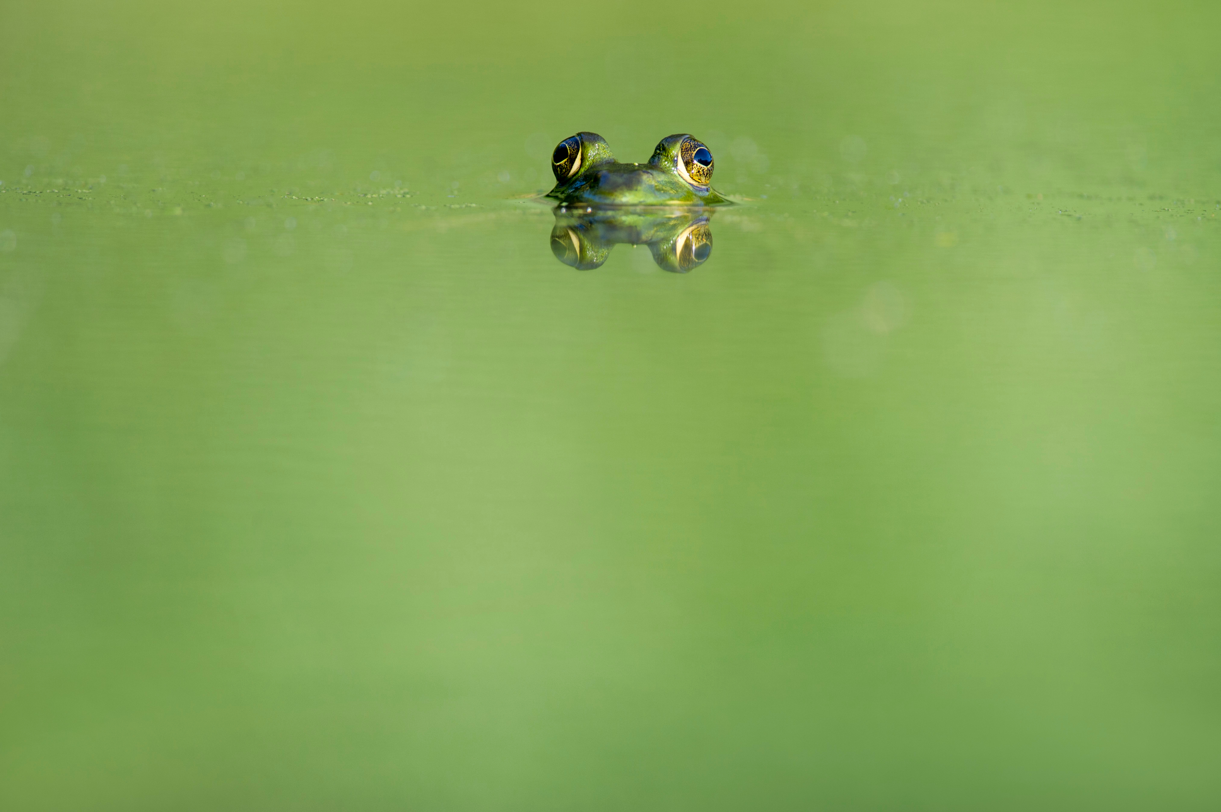 Обои глаза, вода, отражение, животные, лягушка, земноводные, ray hennessy, eyes, water, reflection, animals, frog, amphibians разрешение 4052x2696 Загрузить