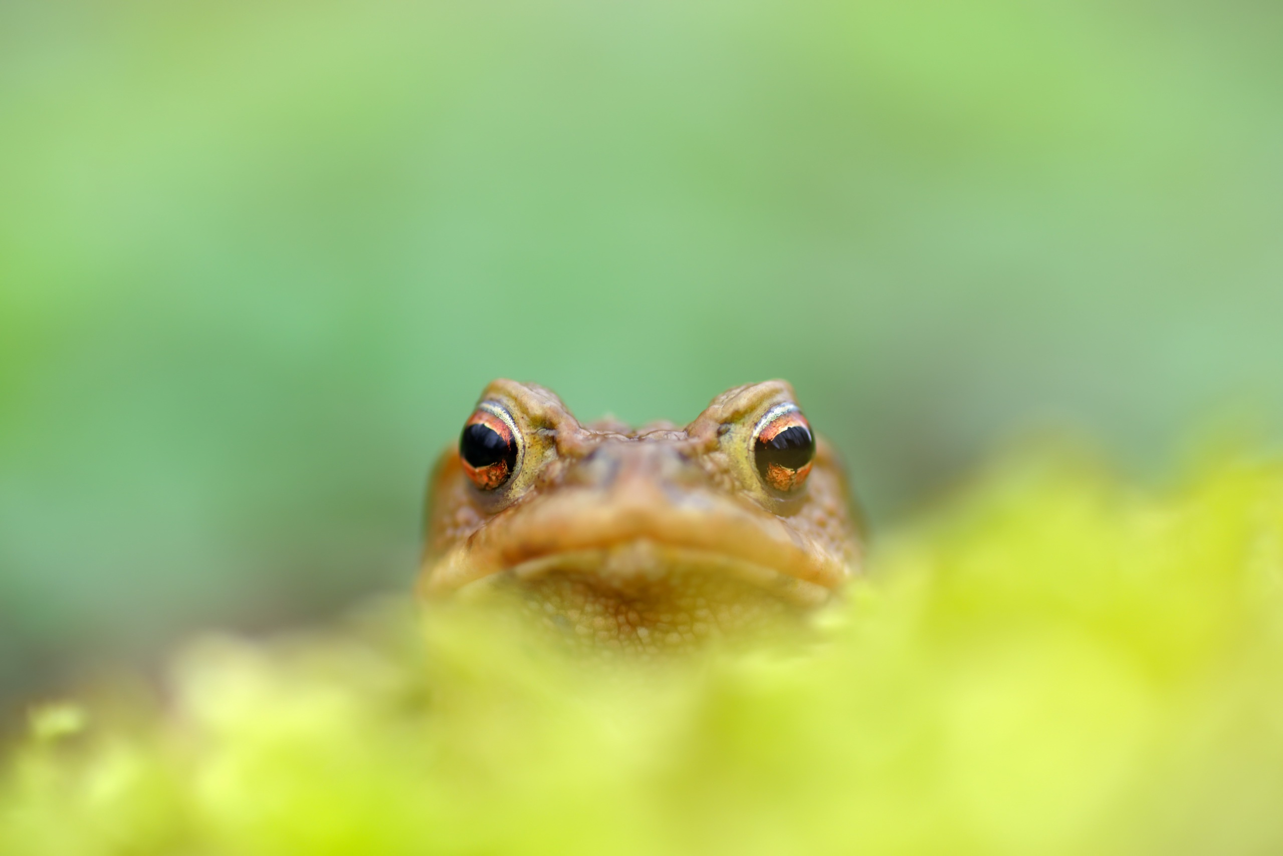 Обои природа, фон, размытость, лягушка, земноводные, nature, background, blur, frog, amphibians разрешение 2560x1709 Загрузить