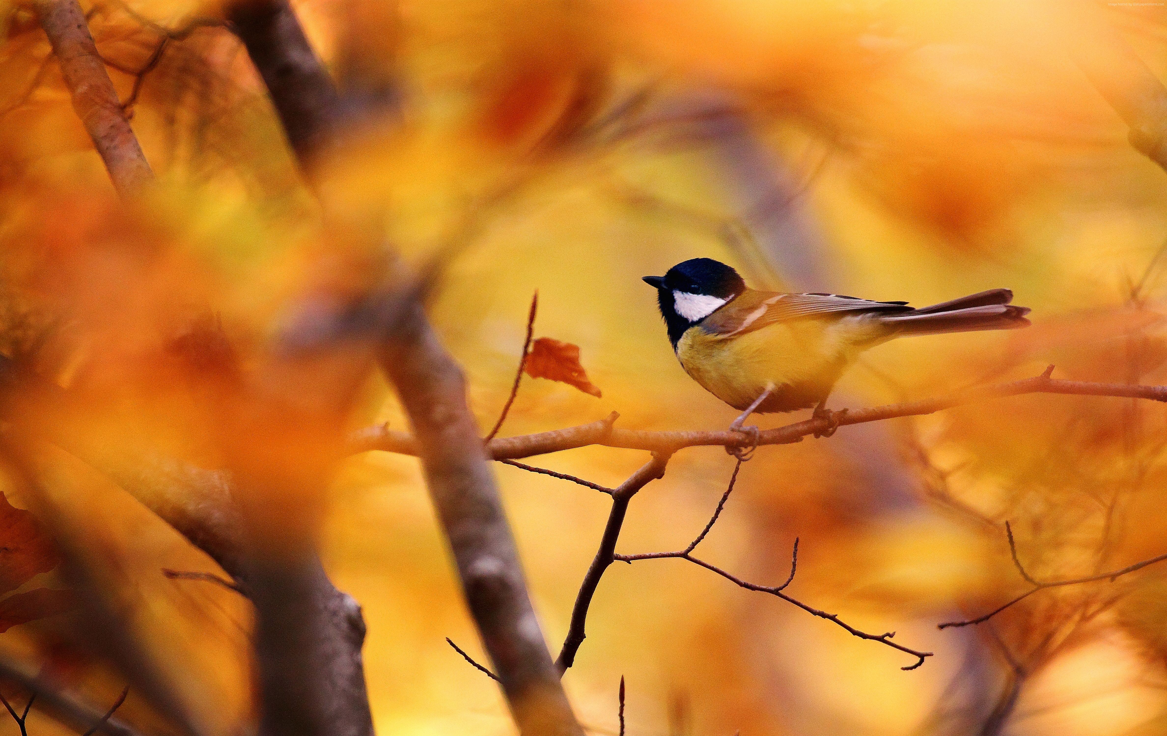 Обои ветки, листва, осень, птица, синица, branches, foliage, autumn, bird, tit разрешение 4752x2996 Загрузить