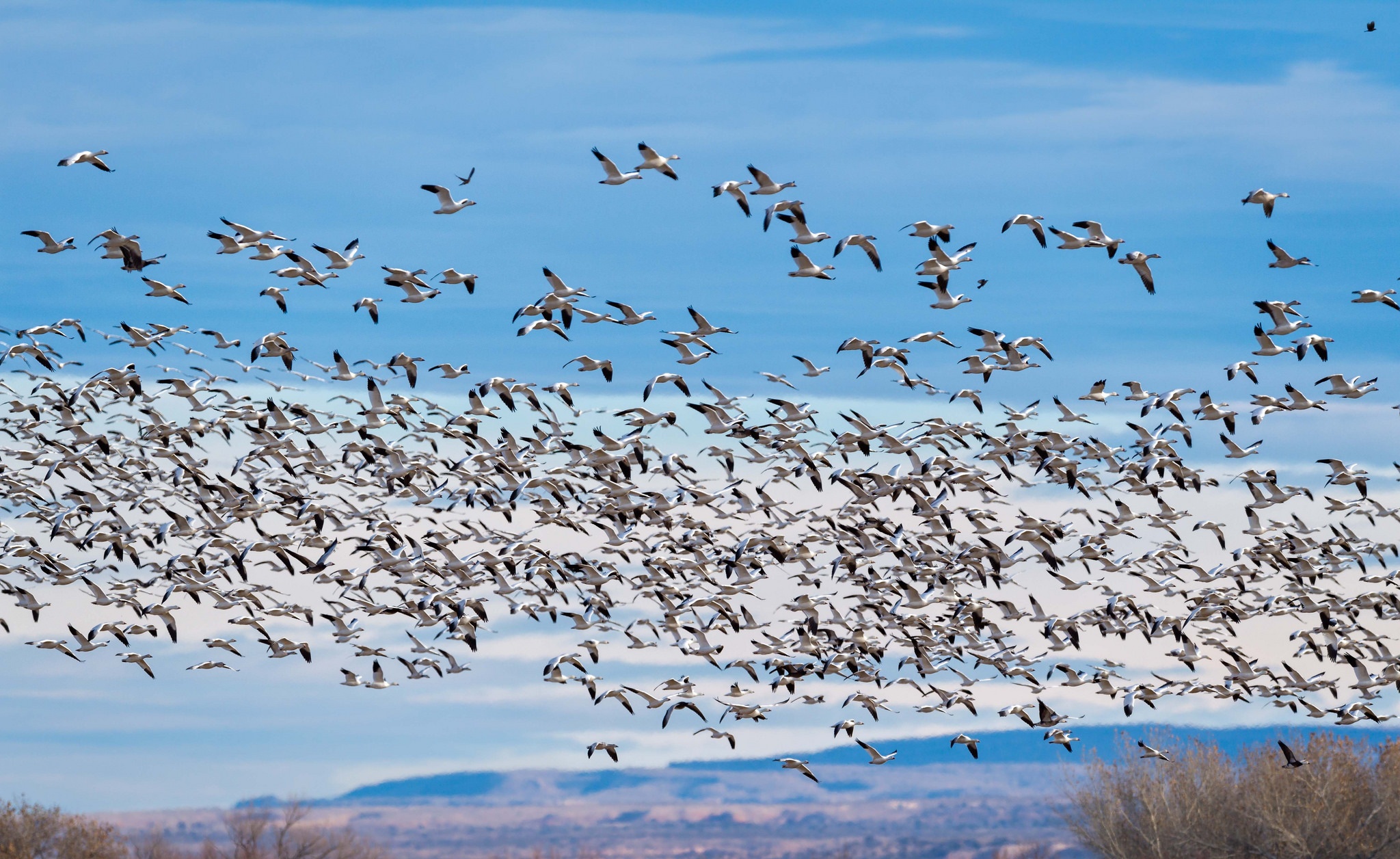 Обои небо, облака, полет, птицы, стая, гуси, the sky, clouds, flight, birds, pack, geese разрешение 2048x1256 Загрузить