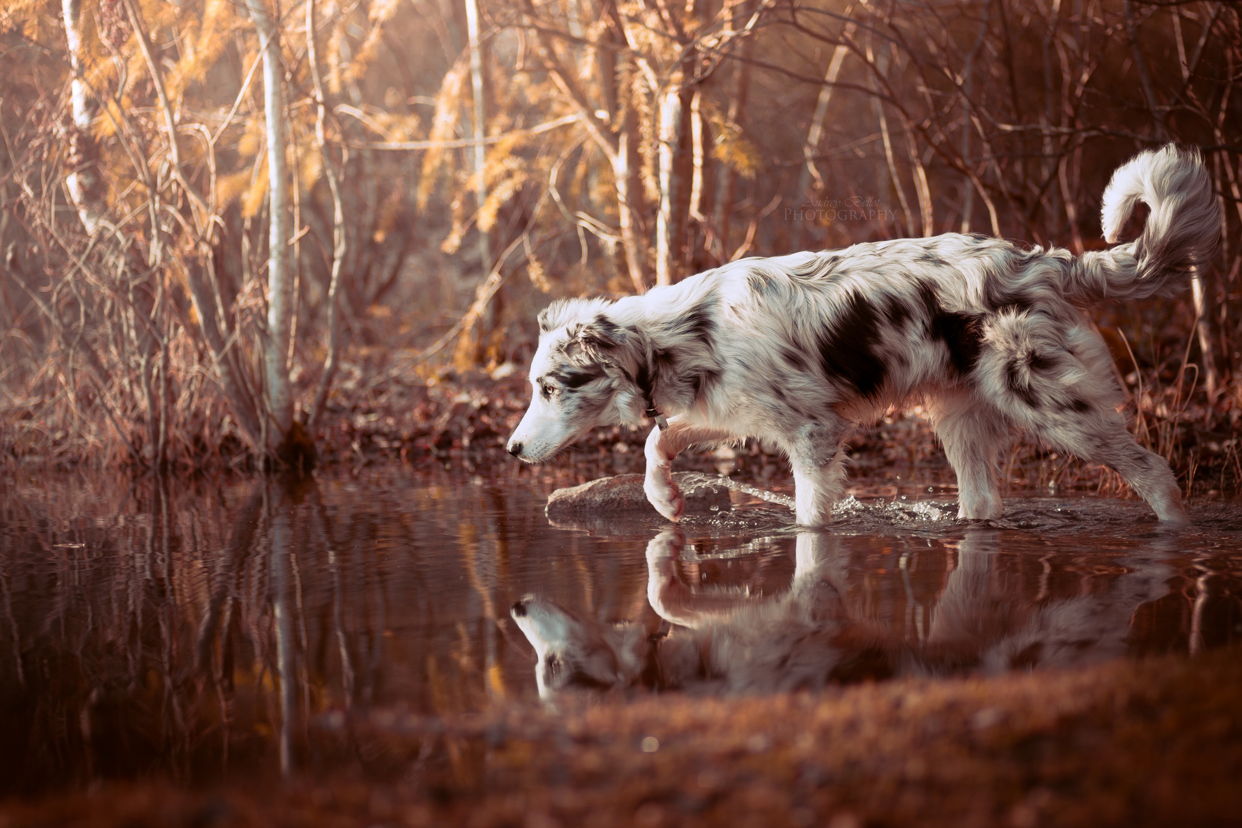 Обои вода, природа, лес, отражение, собака, прогулка, друг, бордер-колли, water, nature, forest, reflection, dog, walk, each, the border collie разрешение 2560x1707 Загрузить