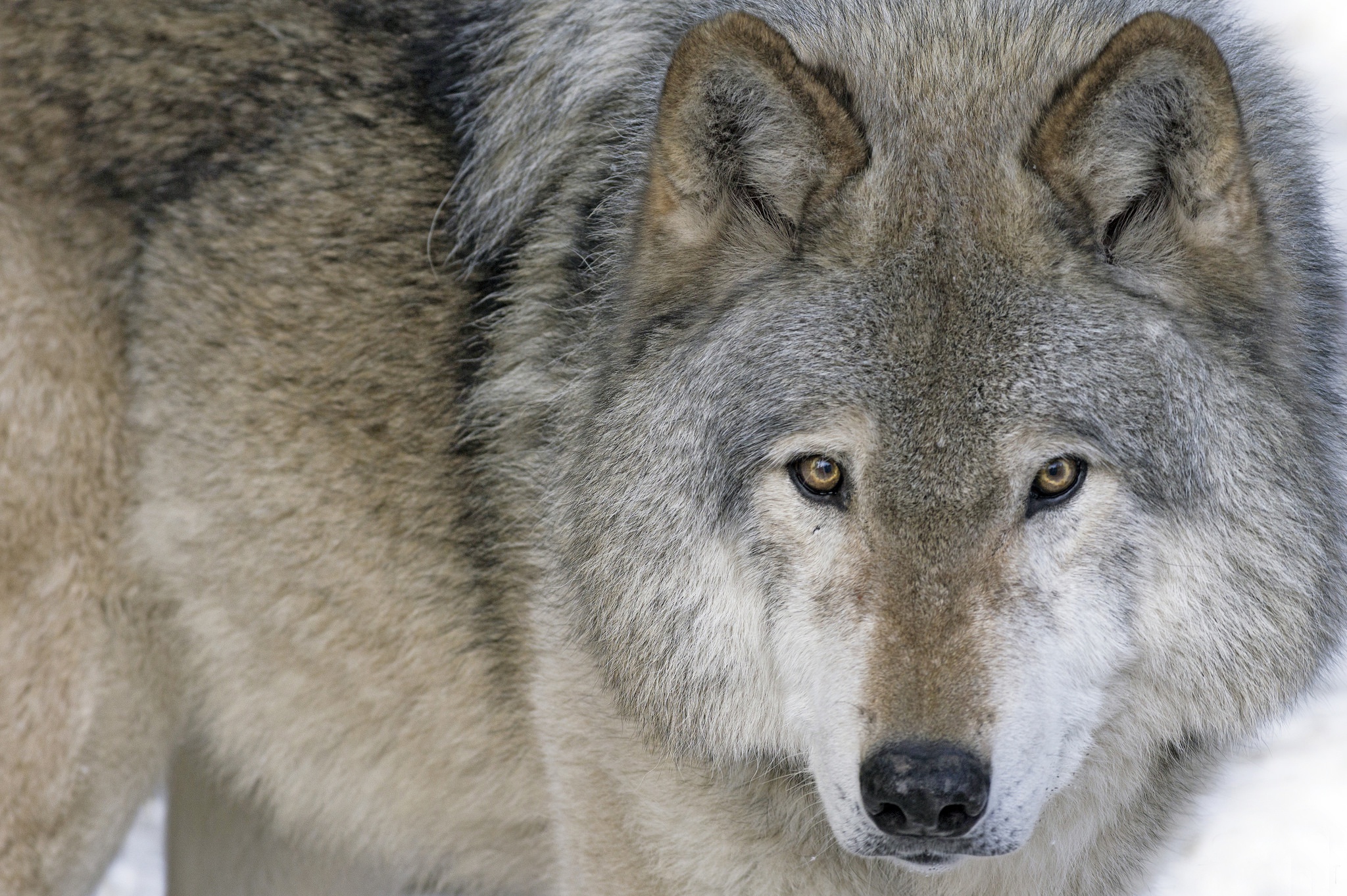 Обои морда, взгляд, хищник, волк, face, look, predator, wolf разрешение 2048x1362 Загрузить