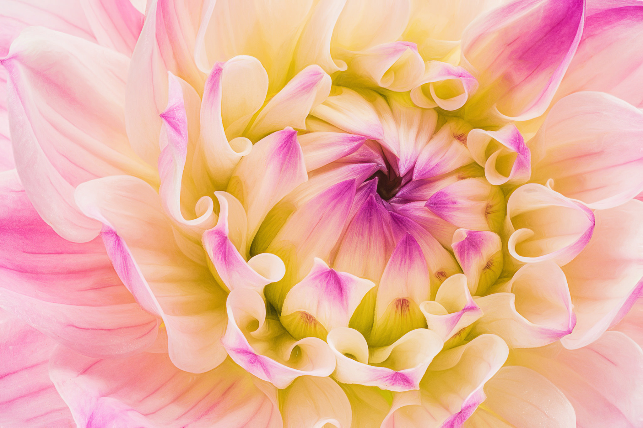 Обои макро, цветок, лепестки, георгин, macro, flower, petals, dahlia разрешение 2048x1366 Загрузить