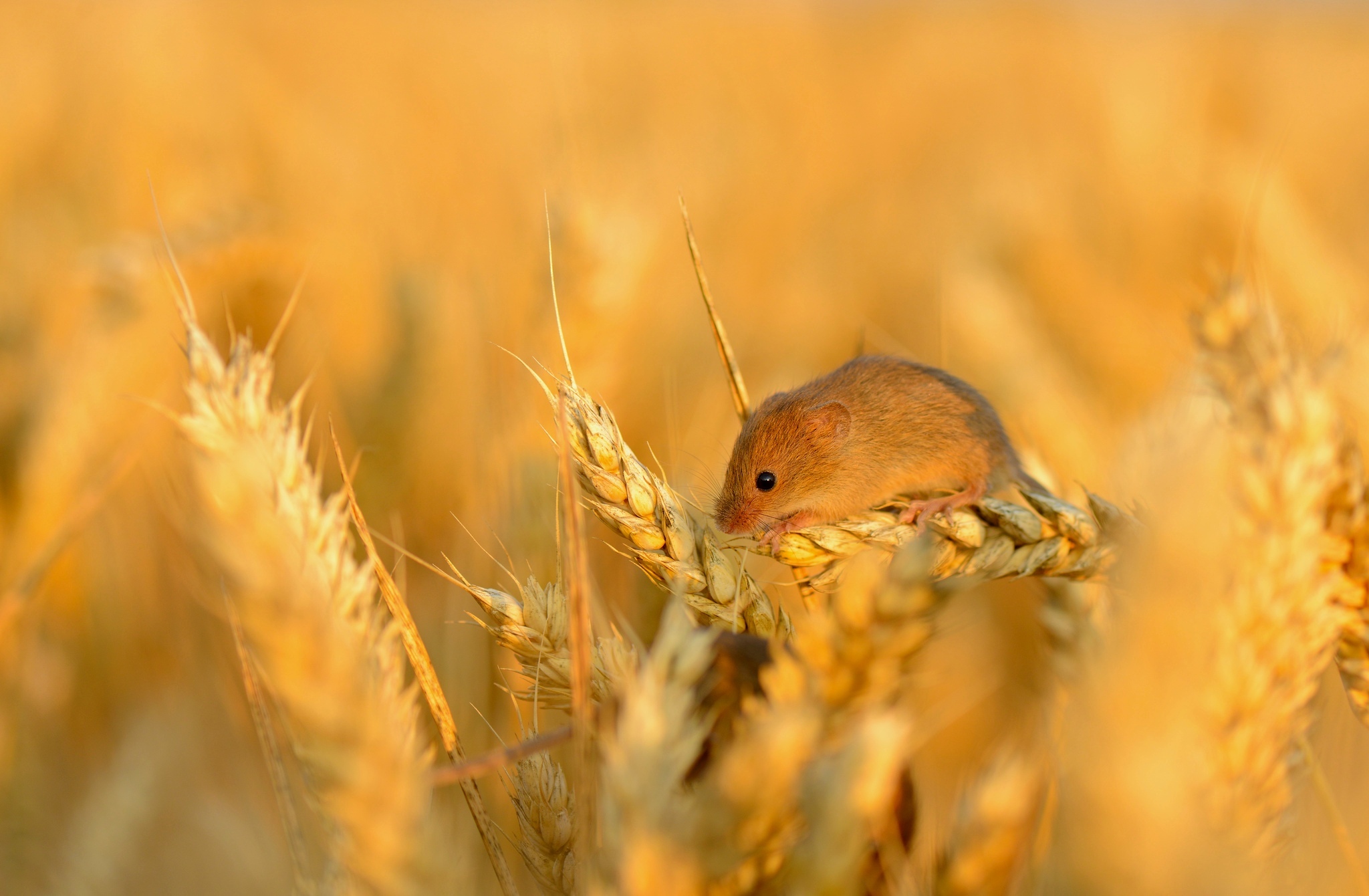 Обои поле, колосья, пшеница, мышь, маленькая, зерно, колосок, field, ears, wheat, mouse, little, grain, spike разрешение 2048x1340 Загрузить