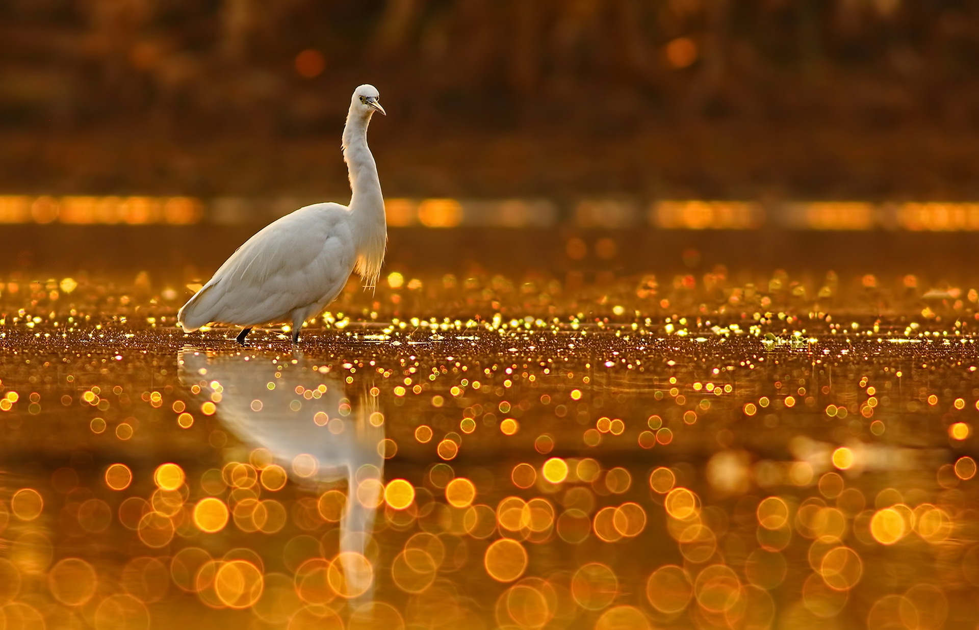 Обои озеро, природа, блики, птица, клюв, цапля, tahir abbas, lake, nature, glare, bird, beak, heron разрешение 1920x1236 Загрузить