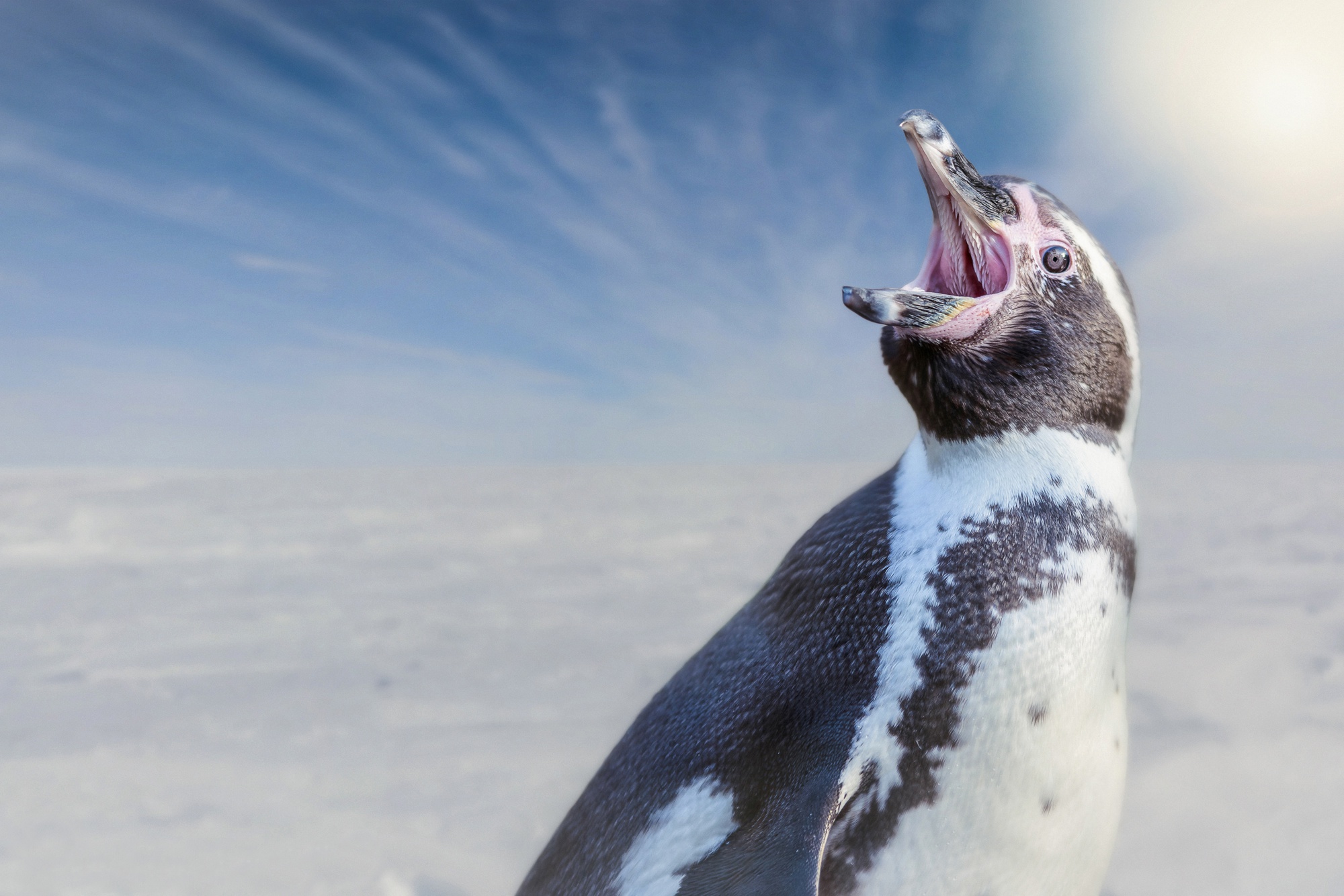 Обои фон, птица, пингвин, пингвин гумбольдта, background, bird, penguin, humboldt penguin разрешение 2000x1334 Загрузить