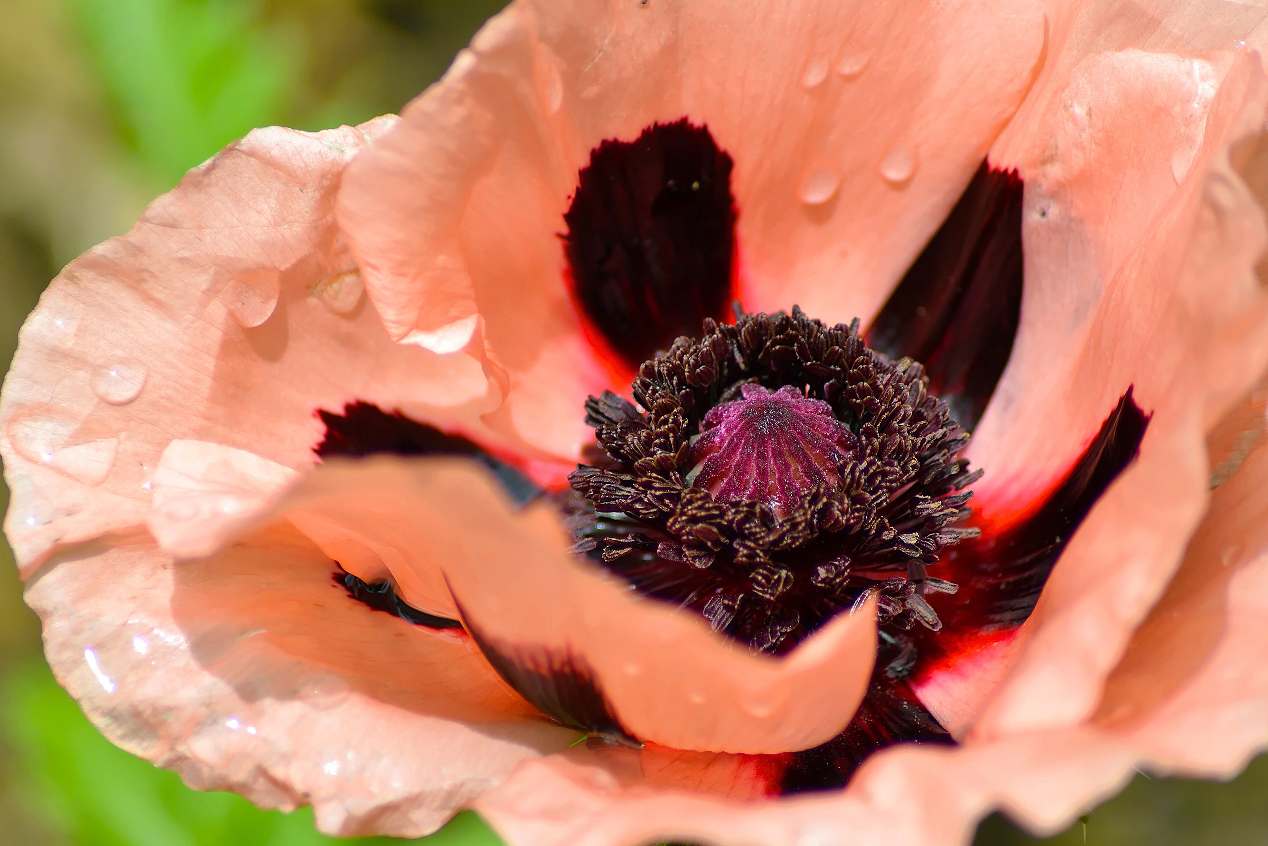 Обои макро, цветок, капли, лепестки, мак, macro, flower, drops, petals, mac разрешение 2560x1707 Загрузить