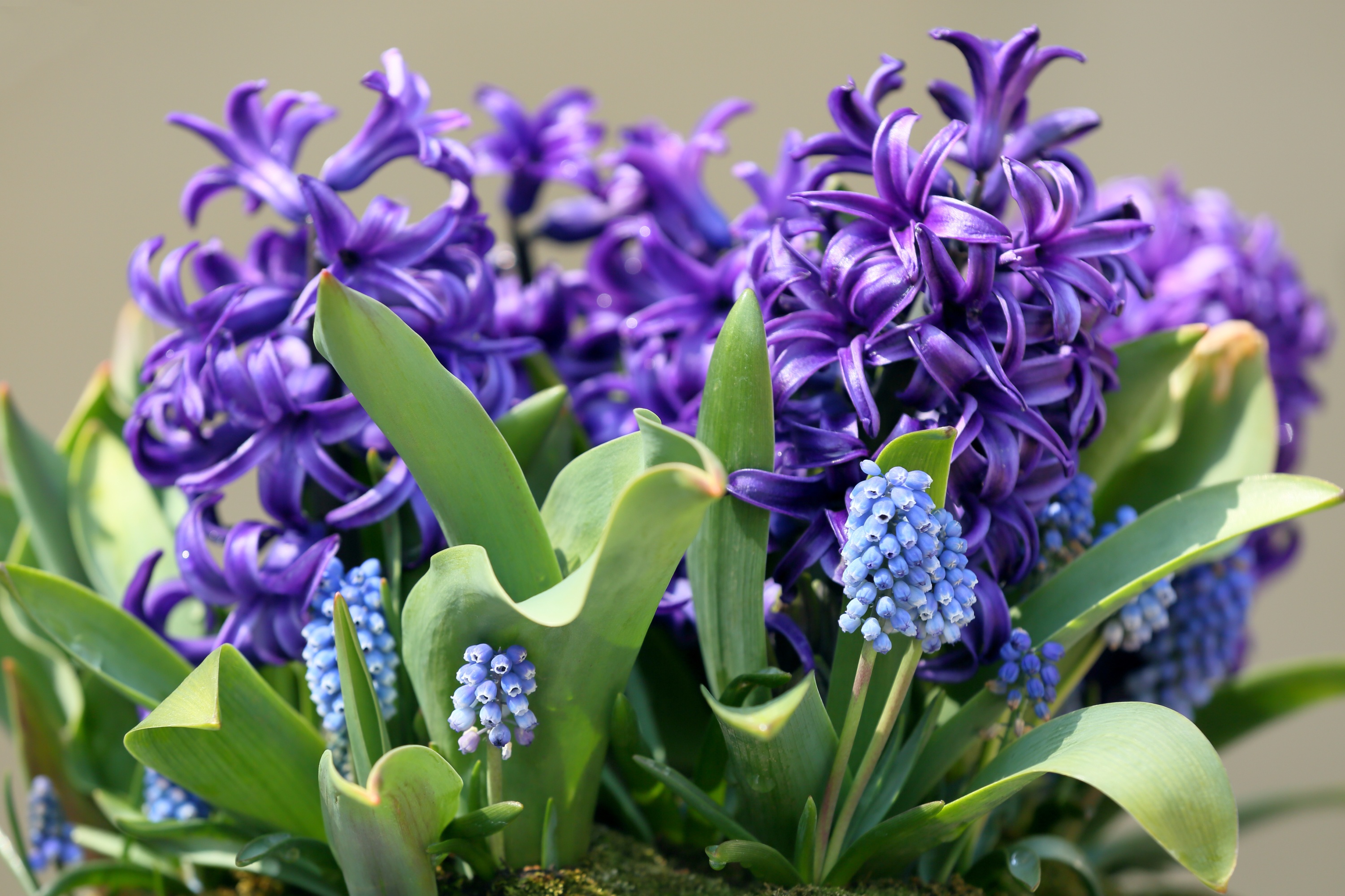 Обои цветы, макро, весна, гиацинт, мускари, flowers, macro, spring, hyacinth, muscari разрешение 3000x2000 Загрузить