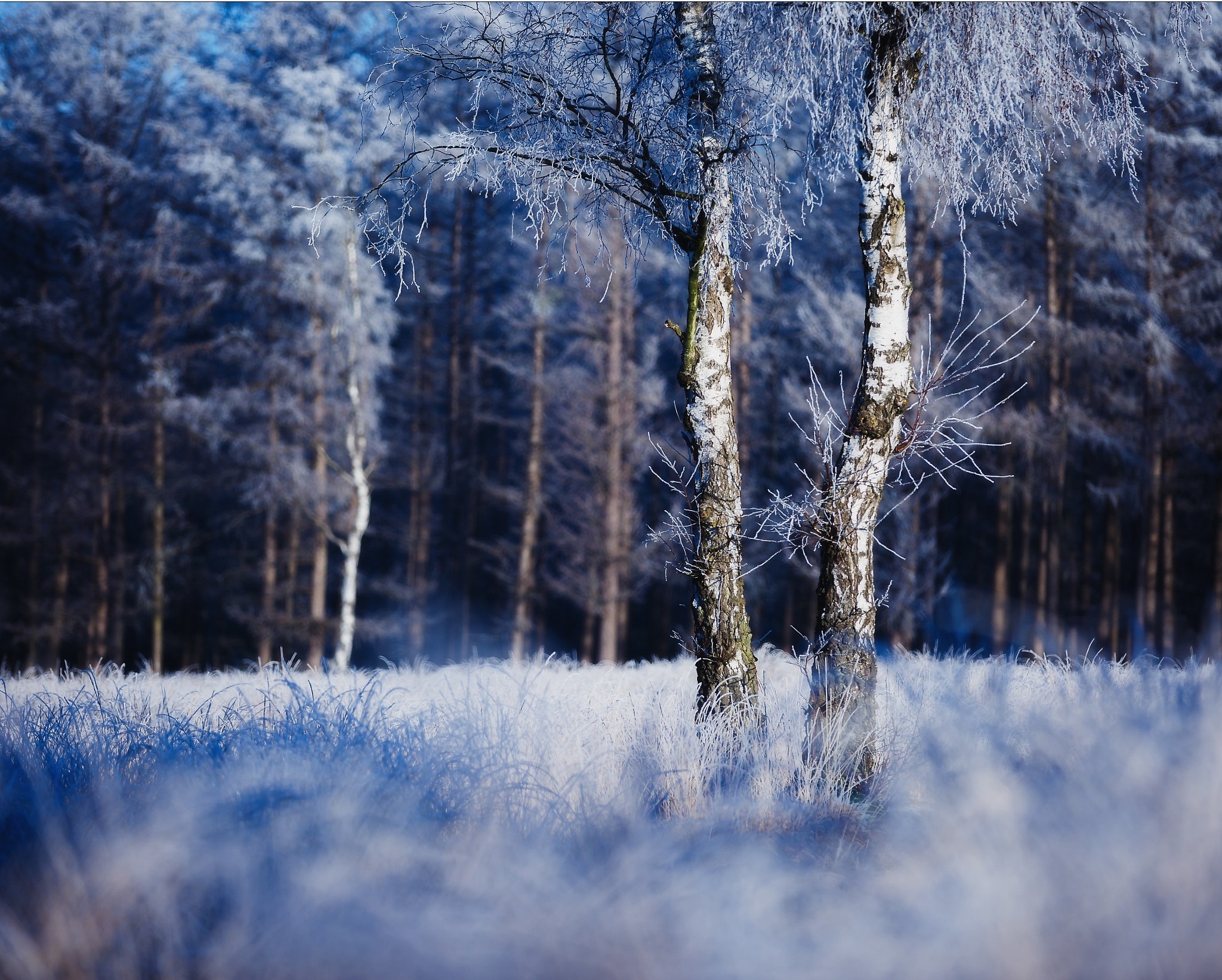 Обои природа, дерево, лес, зима, иней, nature, tree, forest, winter, frost разрешение 2048x1642 Загрузить