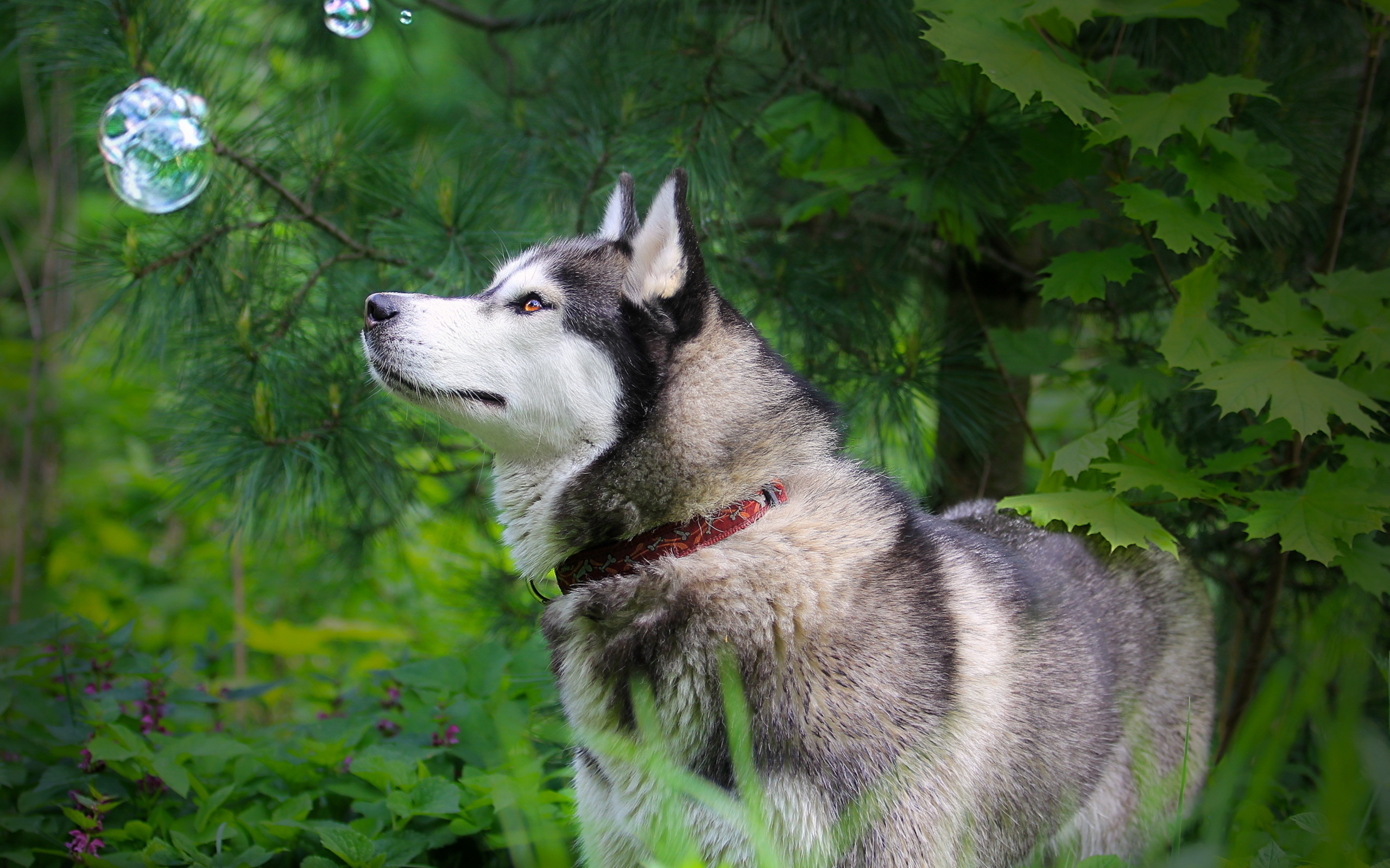 Обои природа, лес, лето, собака, хаски, ошейник, nature, forest, summer, dog, husky, collar разрешение 2560x1600 Загрузить