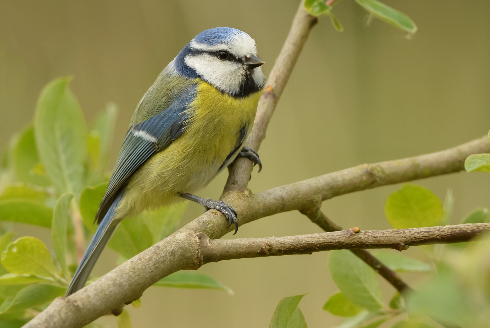 Обои ветка, природа, птица, синица, лазоревка, branch, nature, bird, tit, blue tit разрешение 2048x1372 Загрузить