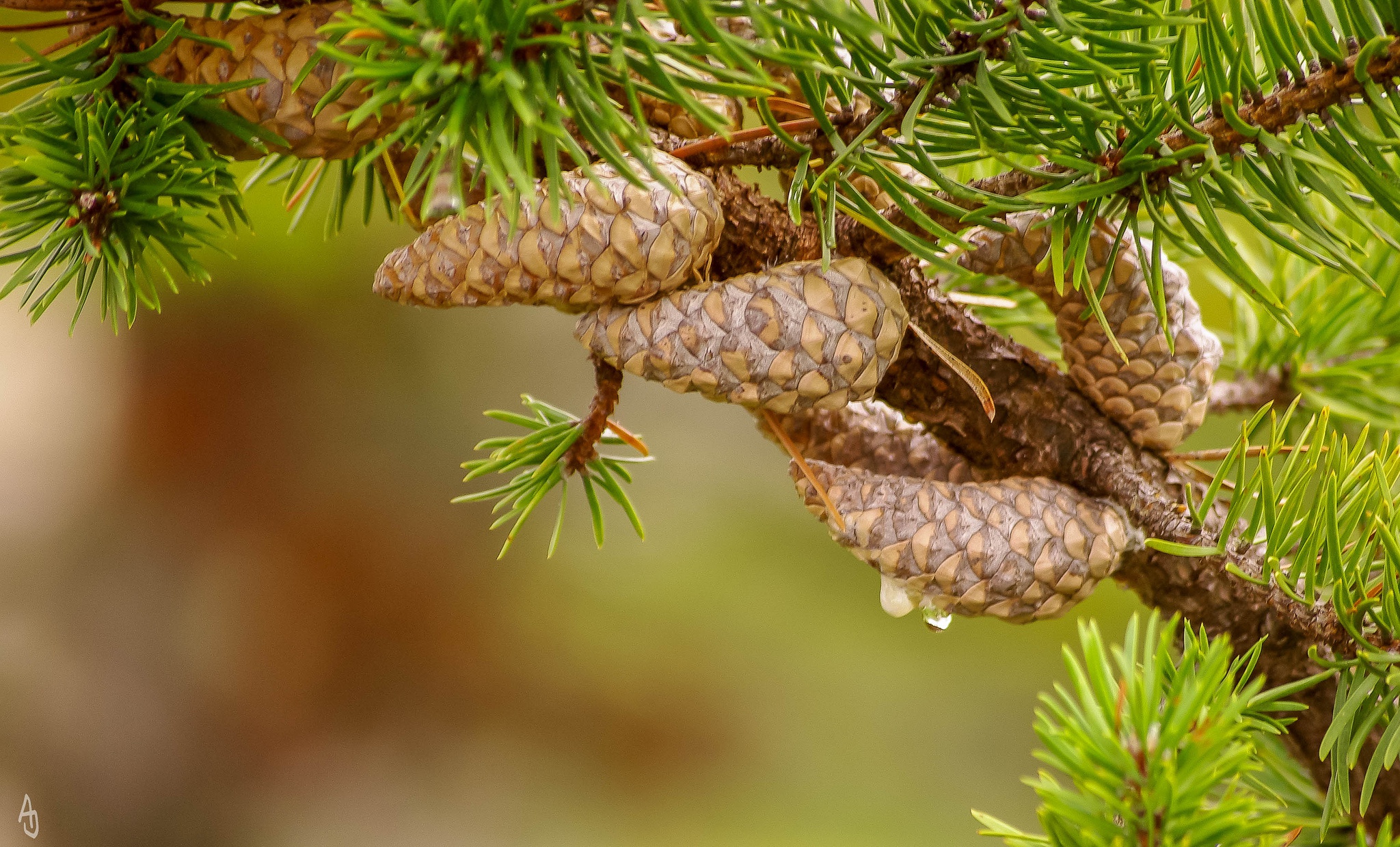 Обои природа, хвоя, фон, ветки, шишки, иголки, сосна, nature, needles, background, branches, bumps, pine разрешение 2048x1239 Загрузить