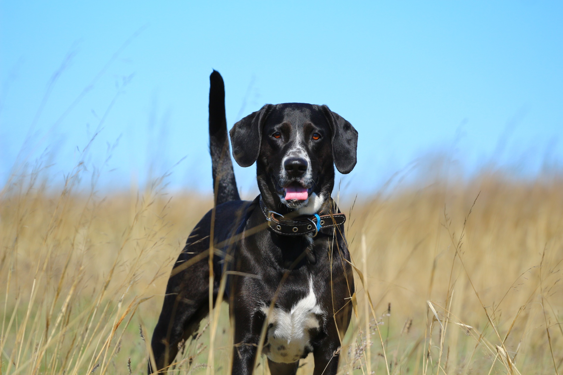 Обои взгляд, собака, травка, ошейник, язык, степь, хвост, look, dog, weed, collar, language, the steppe, tail разрешение 1920x1280 Загрузить