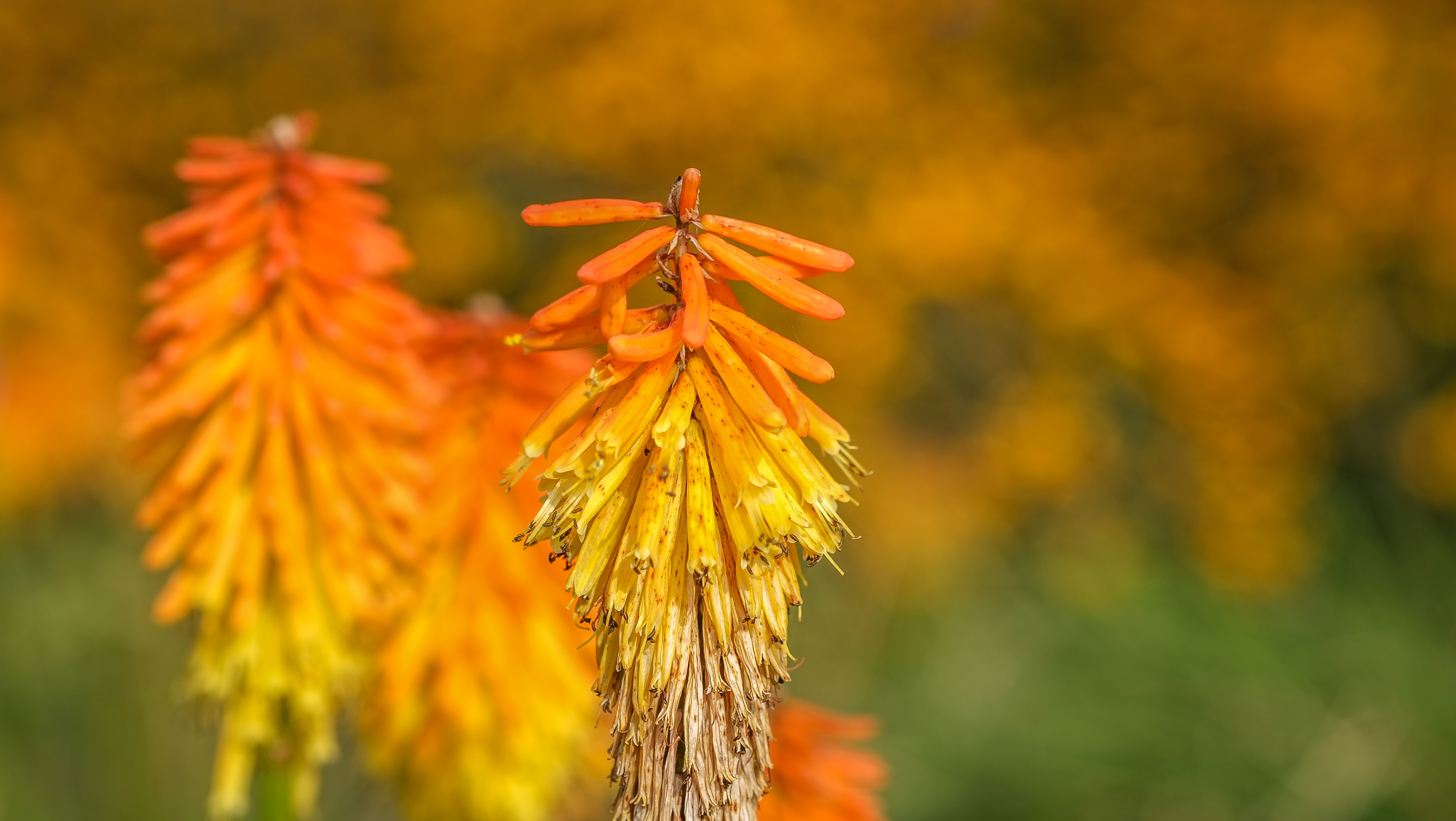 Обои цветы, природа, растения, фон, соцветия, книпхофия, flowers, nature, plants, background, inflorescence, kniphofia разрешение 4896x2760 Загрузить