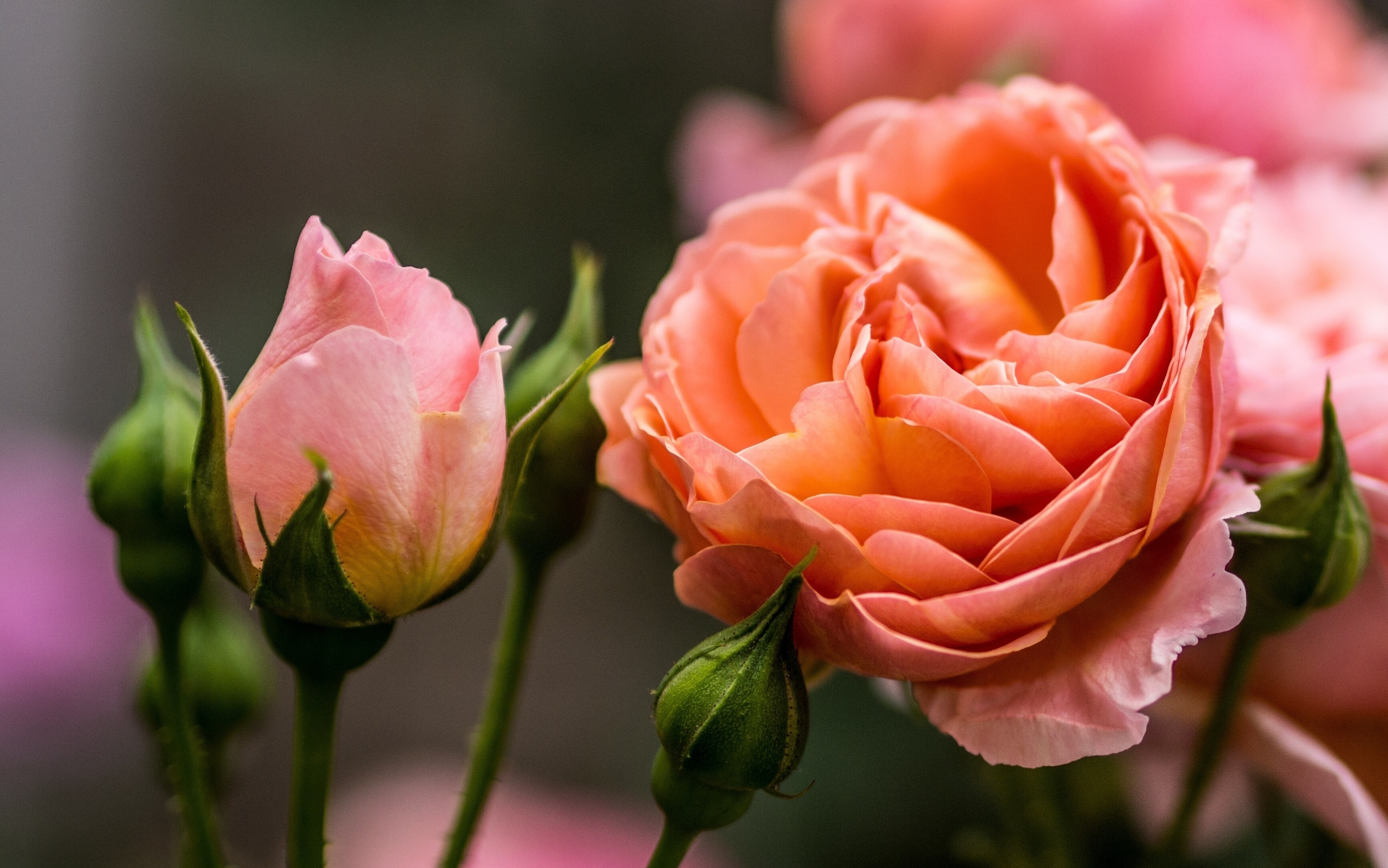 Обои цветы, бутоны, макро, розы, flowers, buds, macro, roses разрешение 3475x2173 Загрузить