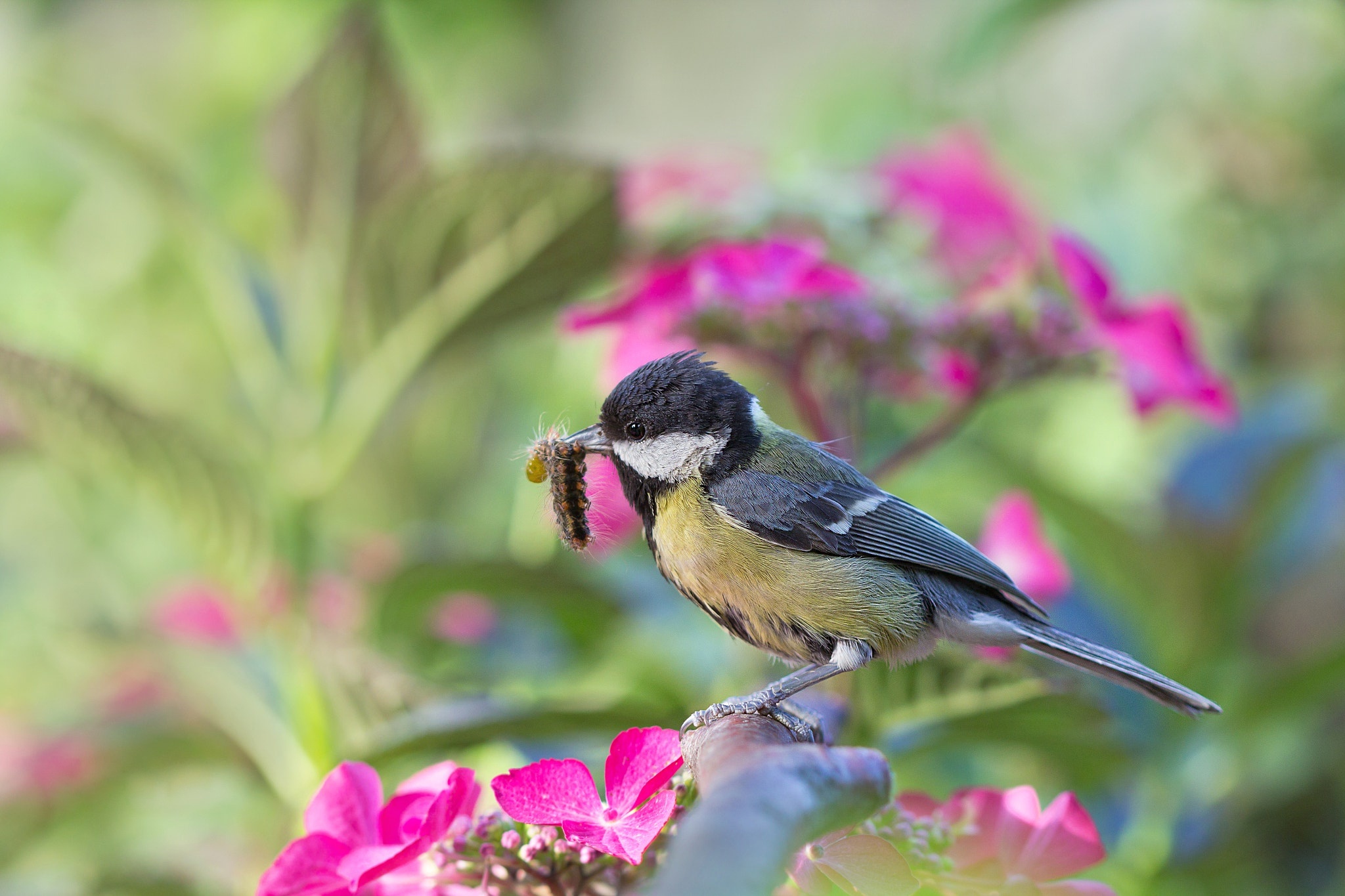 Обои цветы, природа, насекомое, ветки, птица, гусеница, синица, flowers, nature, insect, branches, bird, caterpillar, tit разрешение 2048x1365 Загрузить