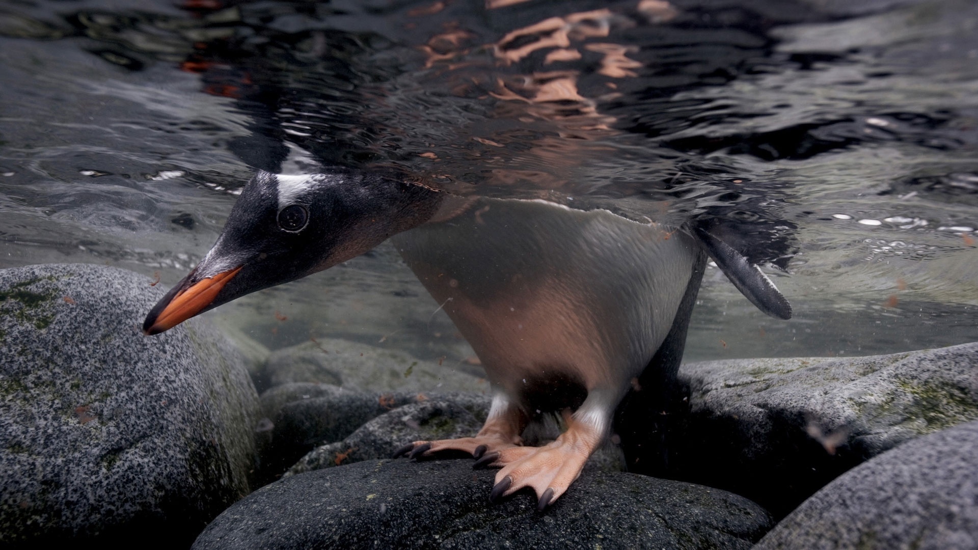 Обои вода, камни, лапы, птица, клюв, пингвин, голова, water, stones, paws, bird, beak, penguin, head разрешение 1920x1080 Загрузить