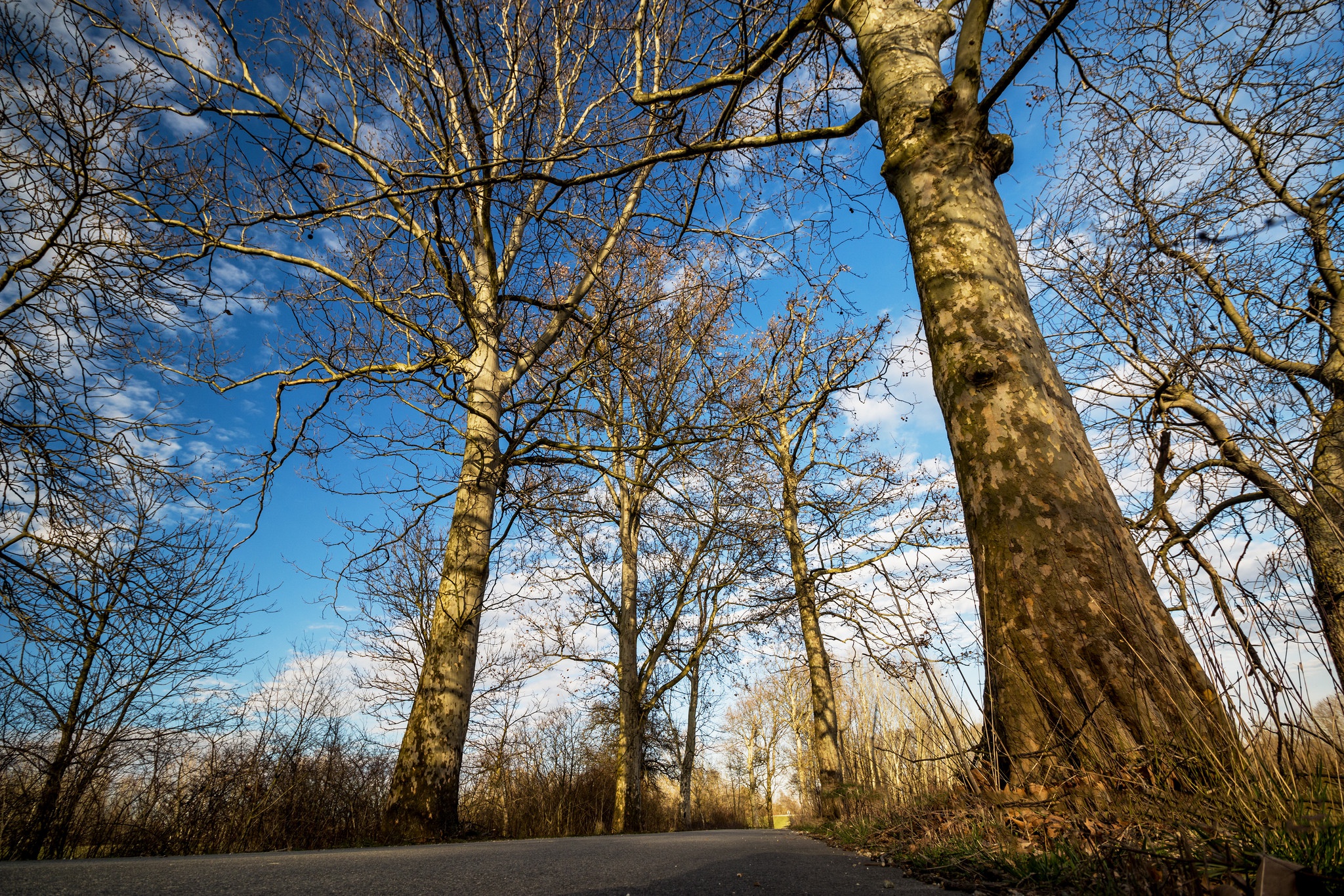 Обои небо, дорога, облака, деревья, стволы, the sky, road, clouds, trees, trunks разрешение 2048x1365 Загрузить