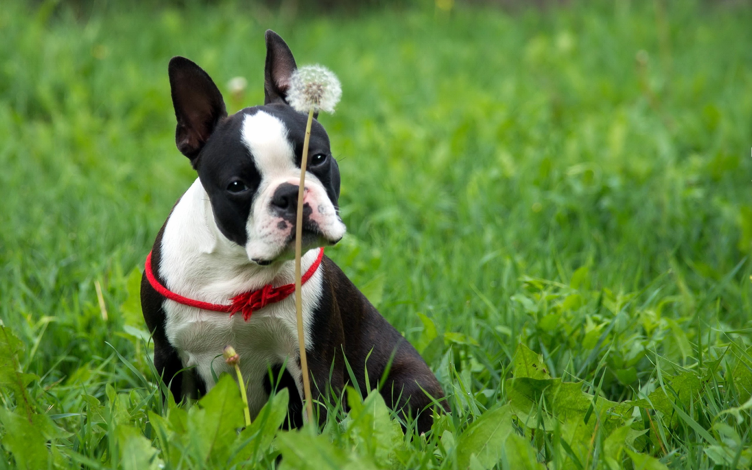 Обои трава, собака, французский бульдог, бостон-терьер, бостон терьер, grass, dog, french bulldog, boston terrier разрешение 2560x1600 Загрузить