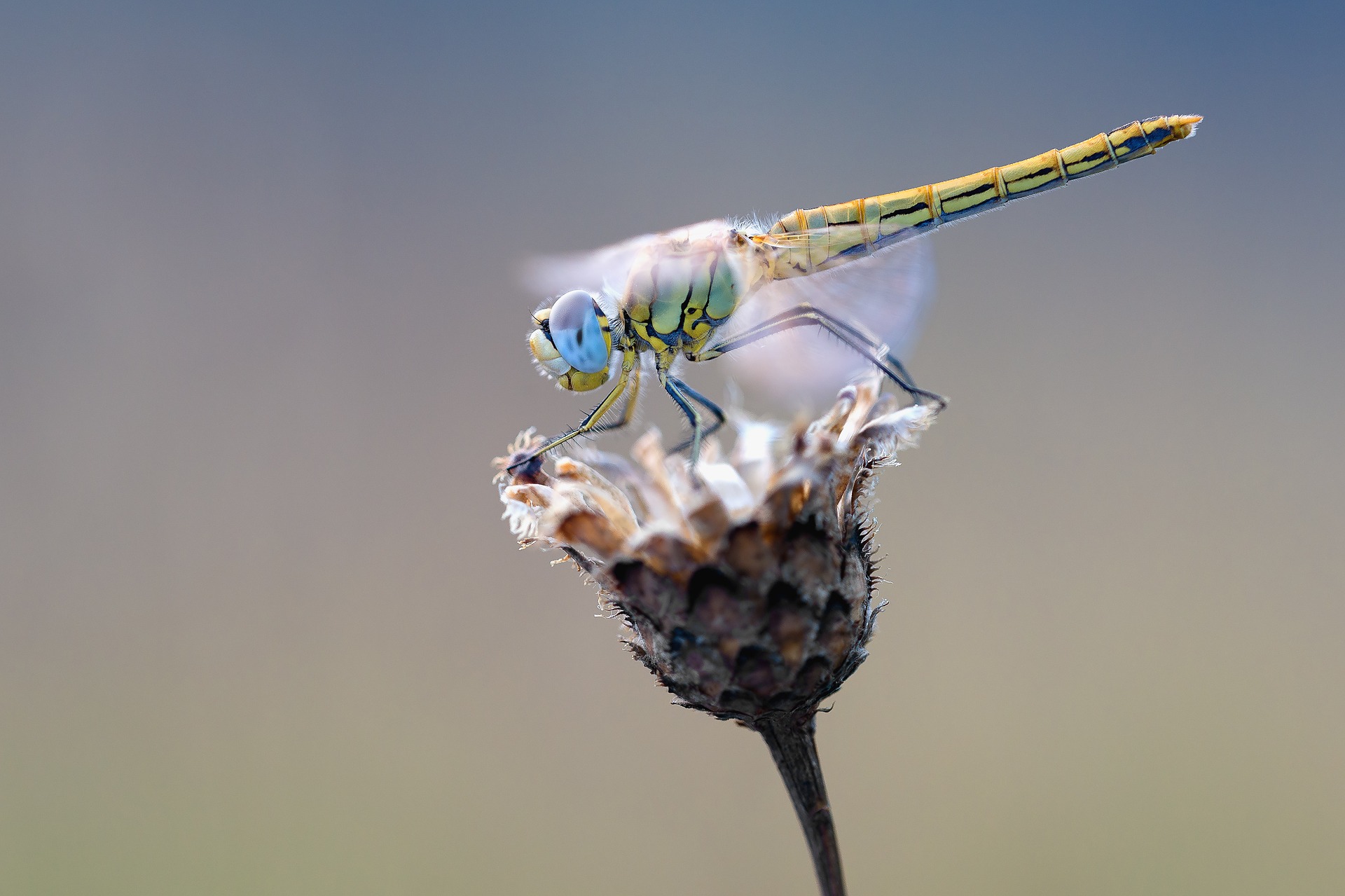 Обои макро, насекомое, цветок, крылья, стрекоза, растение, сухой, macro, insect, flower, wings, dragonfly, plant, dry разрешение 1920x1279 Загрузить