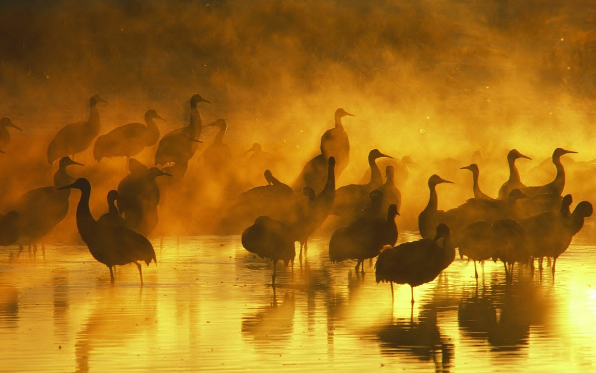 Обои вода, вечер, закат, отражение, туман, птицы, журавль, журавли, water, the evening, sunset, reflection, fog, birds, crane, cranes разрешение 1920x1200 Загрузить