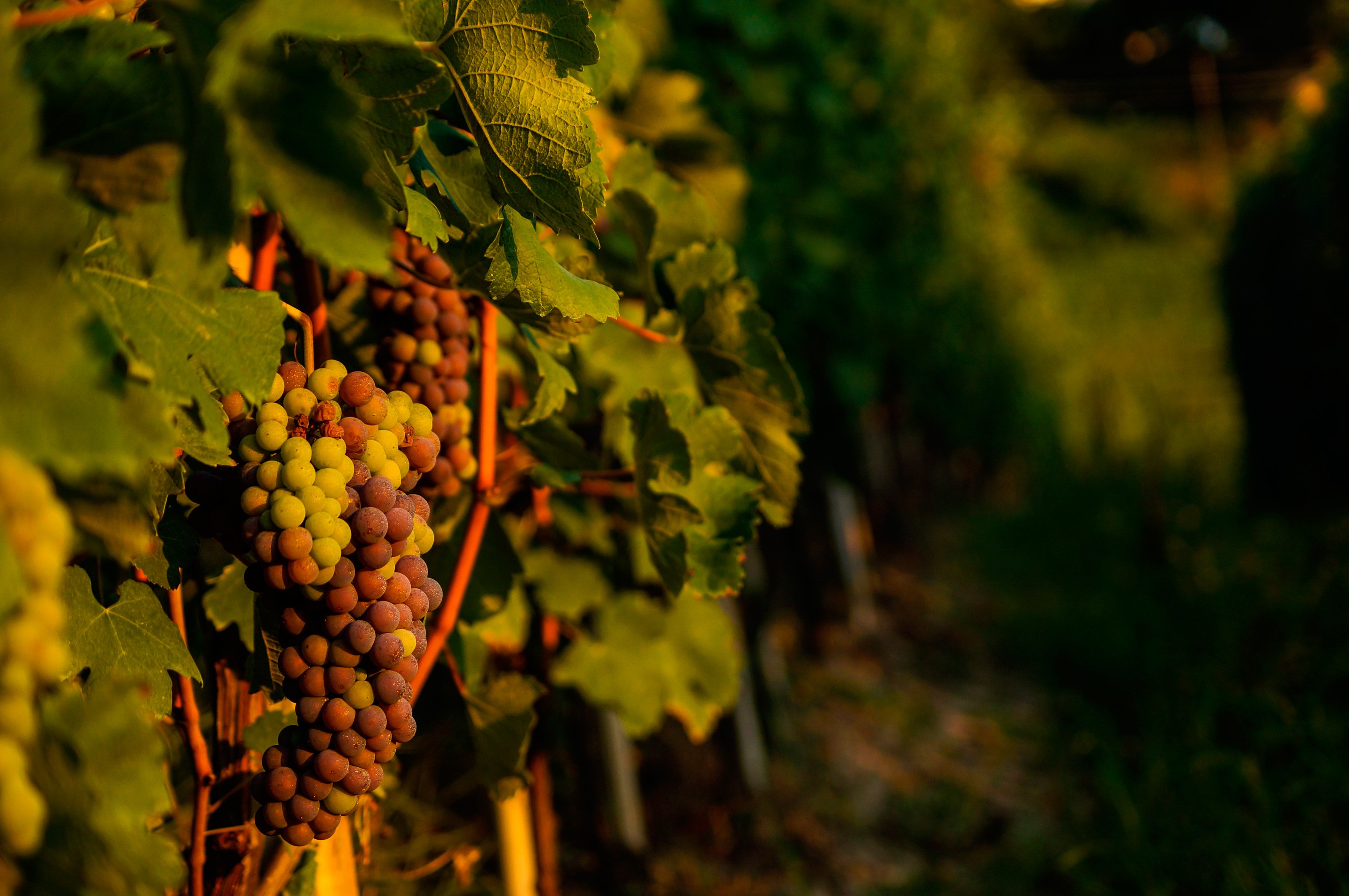 Обои листья, виноград, лоза, виноградная лоза, виноградник, leaves, grapes, vine, vineyard разрешение 2880x1914 Загрузить