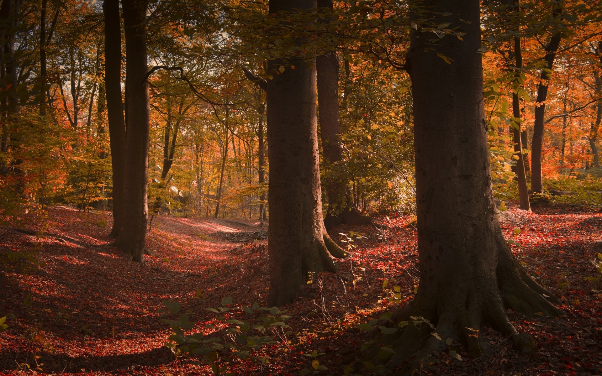 Обои деревья, лес, стволы, осень, сша, trees, forest, trunks, autumn, usa разрешение 1920x1200 Загрузить