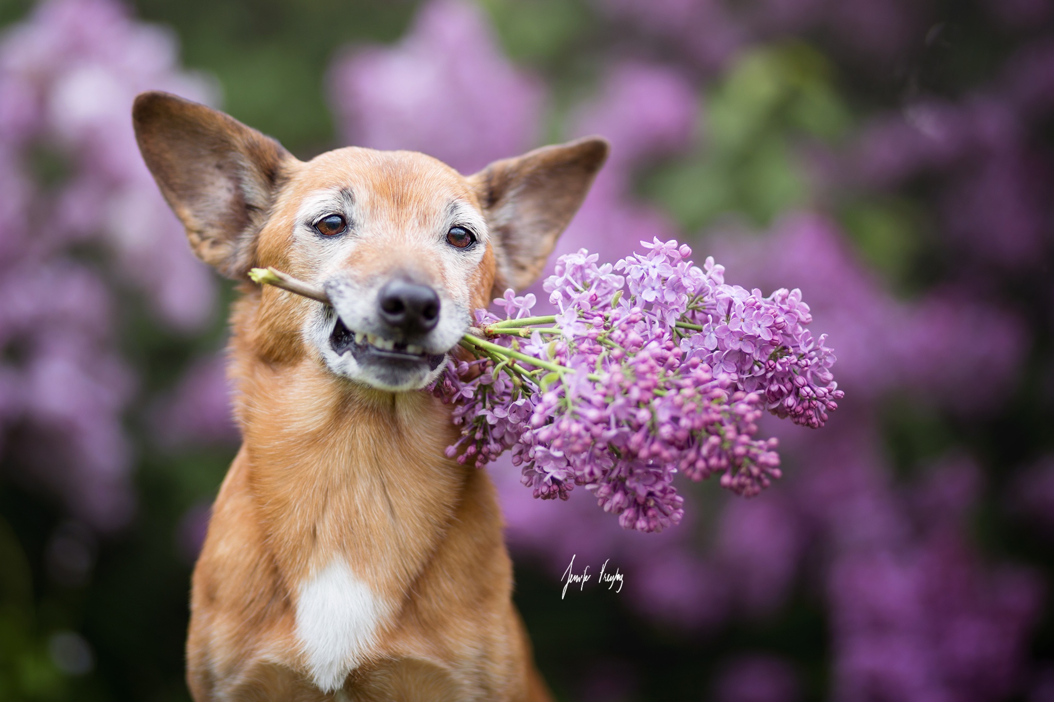 Обои цветы, мордочка, взгляд, собака, ушки, сирень, flowers, muzzle, look, dog, ears, lilac разрешение 2048x1365 Загрузить