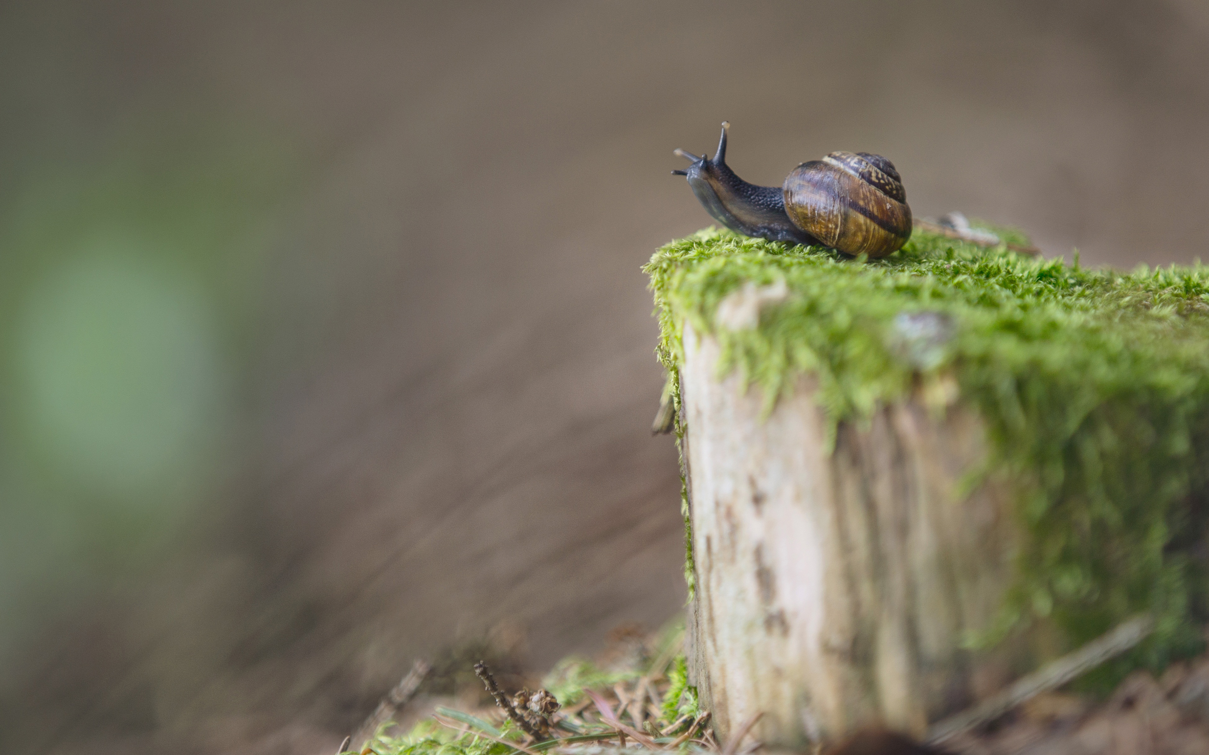 Обои размытость, мох, улитка, пень, blur, moss, snail, stump разрешение 3840x2400 Загрузить