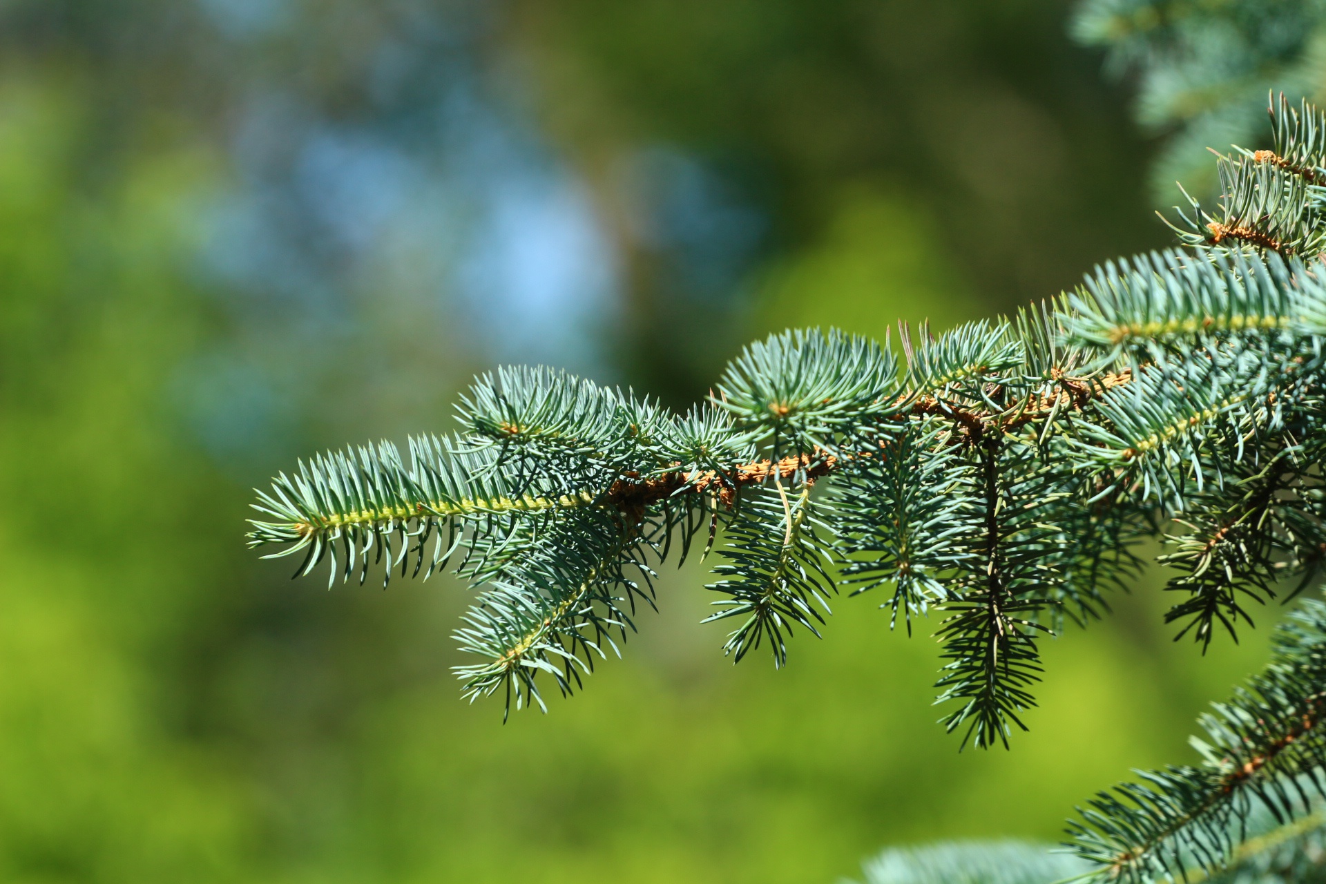 Обои ветка, хвоя, фон, ель, иголки, branch, needles, background, spruce разрешение 1920x1280 Загрузить