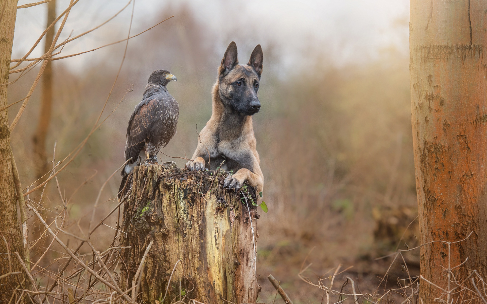 Обои трава, ворона, природа, малинуа, лес, бельгийская овчарка, животные, tanja brandt, осень, собака, птица, дружба, grass, crow, nature, malinois, forest, belgian shepherd, animals, autumn, dog, bird, friendship разрешение 1920x1200 Загрузить