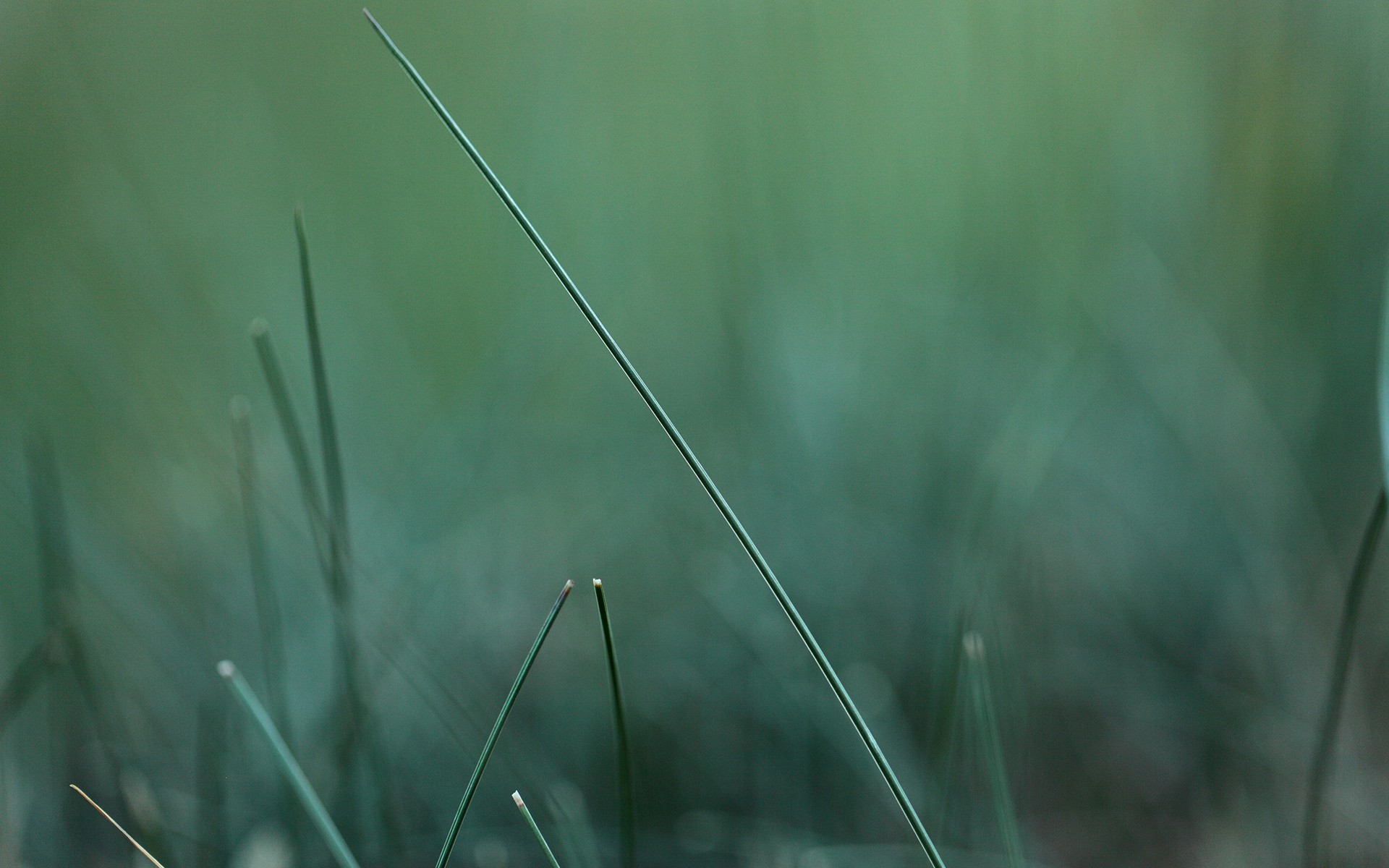 Обои трава, природа, зелень, макро, размытость, травинка, grass, nature, greens, macro, blur, a blade of grass разрешение 1920x1200 Загрузить