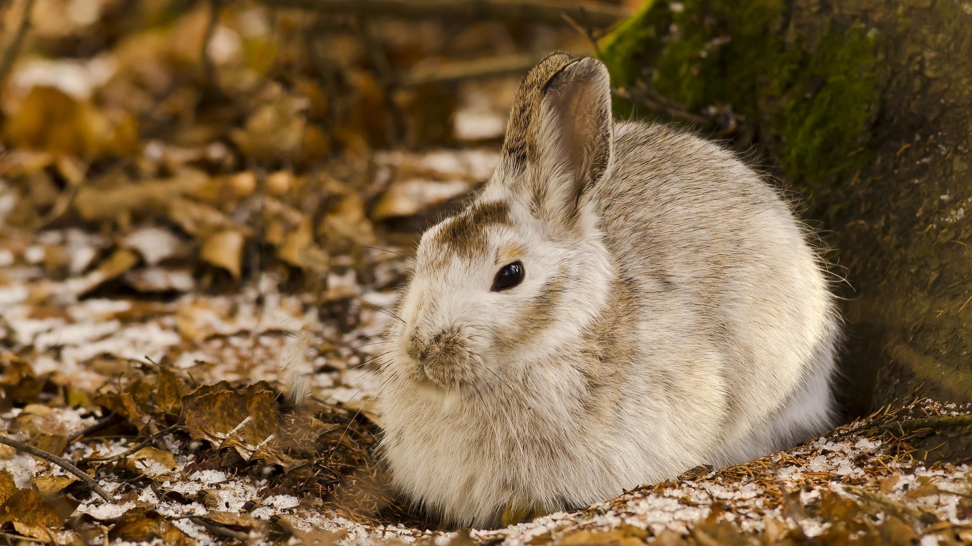 Обои природа, кролик, животное, заяц, nature, rabbit, animal, hare разрешение 1920x1080 Загрузить