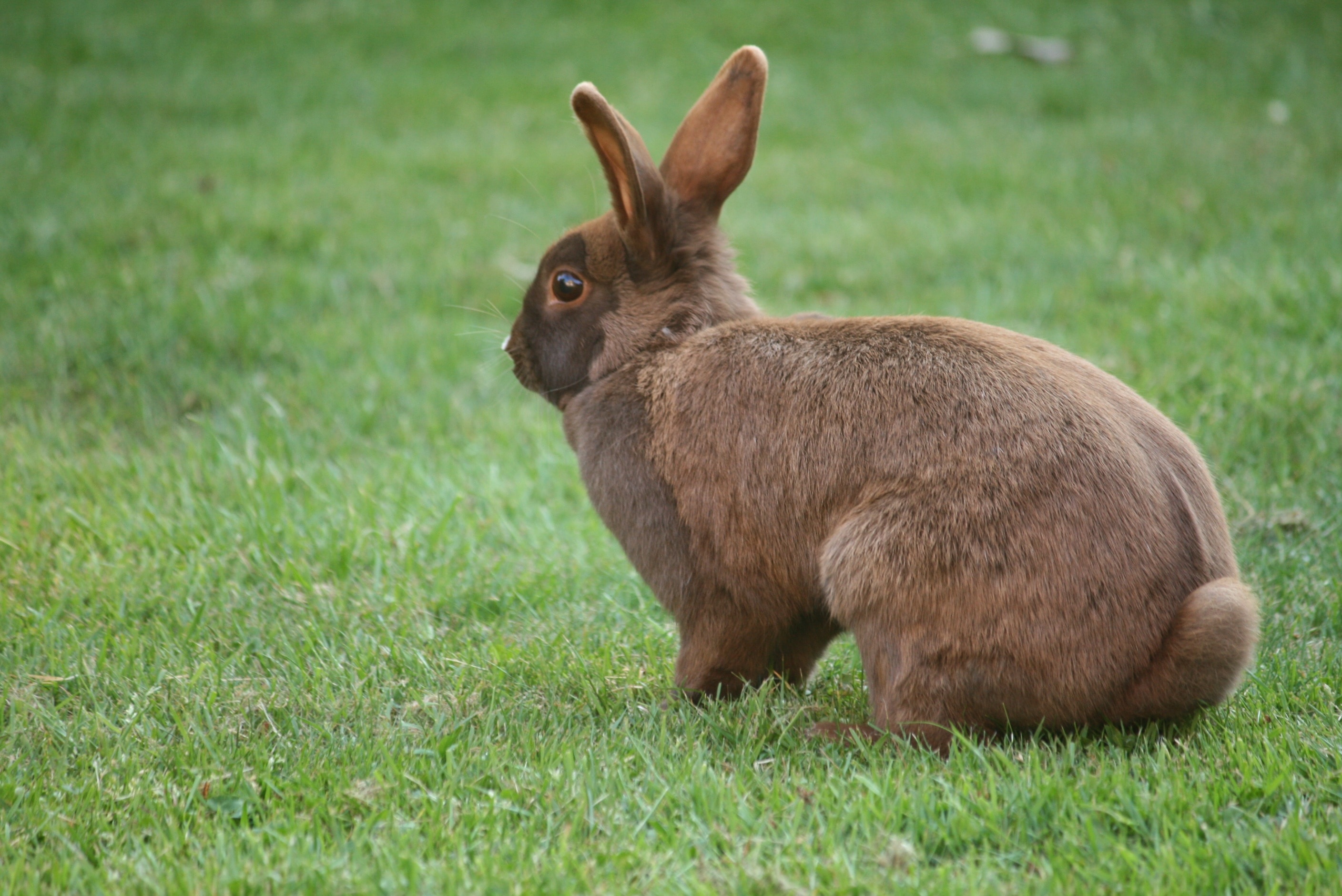 Обои трава, кролик, уши, заяц, grass, rabbit, ears, hare разрешение 2816x1880 Загрузить