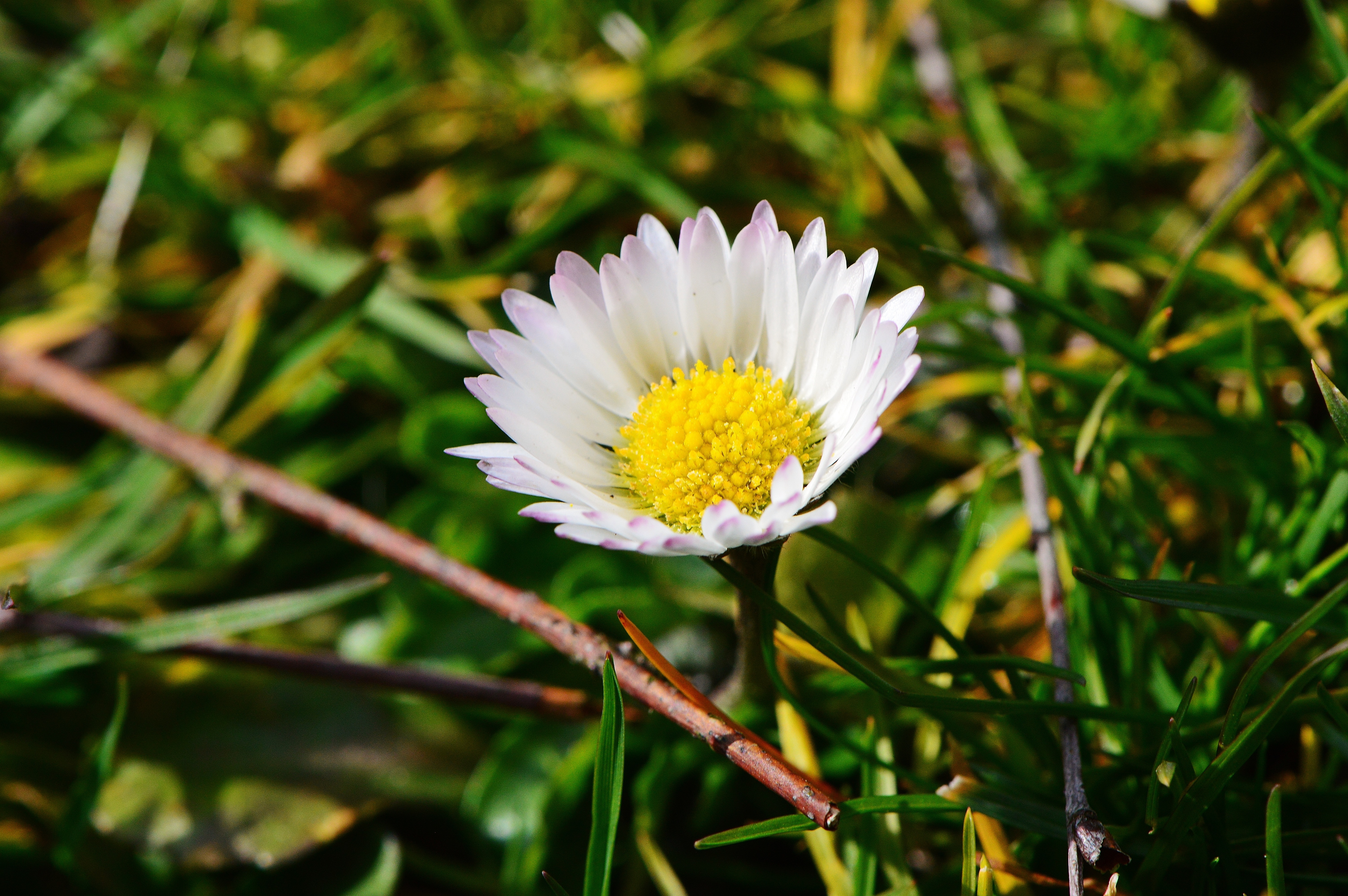 Обои трава, макро, цветок, лепестки, ромашка, луг, grass, macro, flower, petals, daisy, meadow разрешение 6016x4000 Загрузить