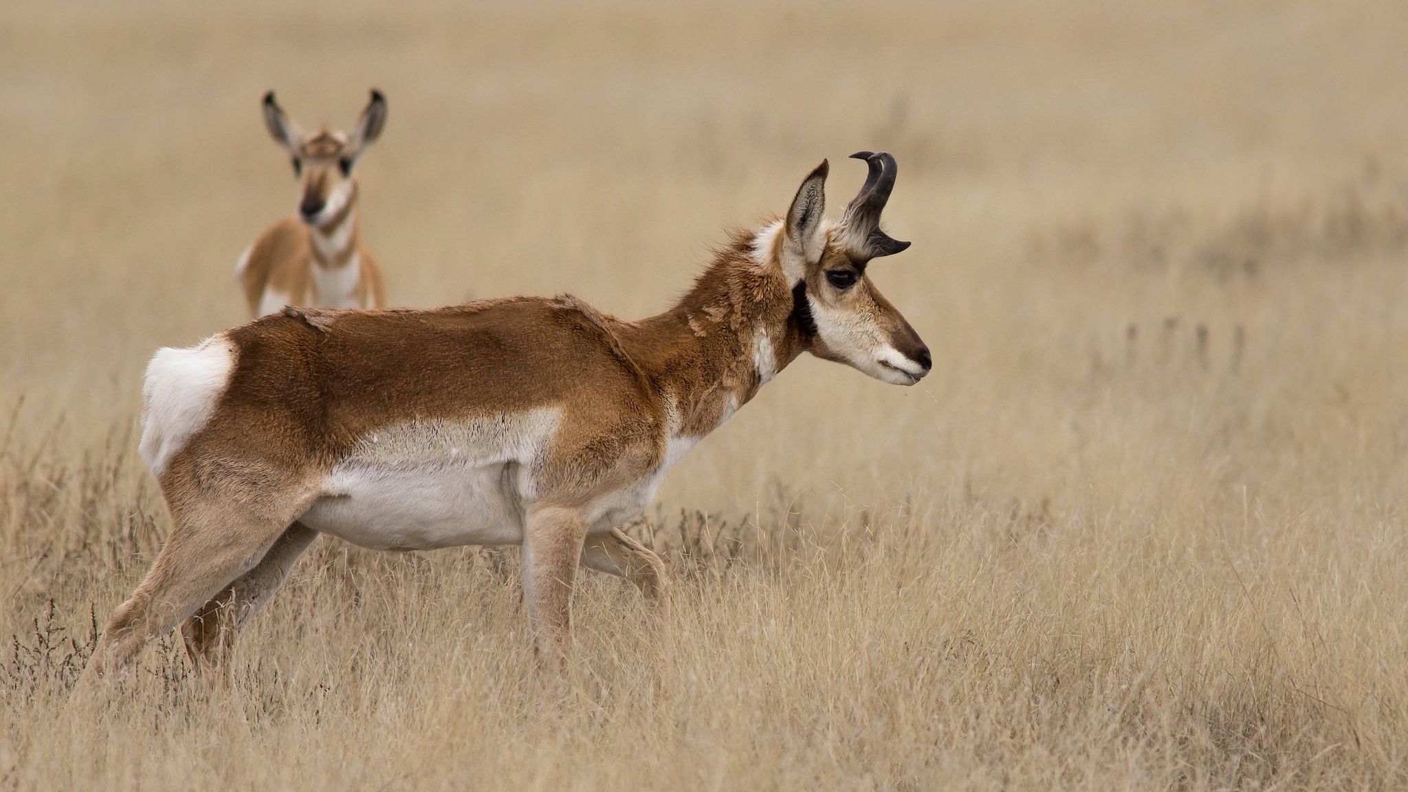 Обои трава, природа, рога, антилопа, вилорог, grass, nature, horns, antelope, pronghorn разрешение 2048x1152 Загрузить