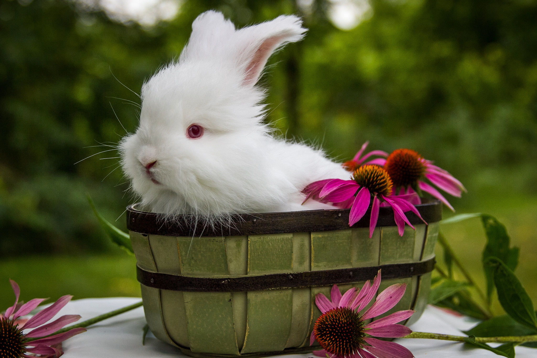 Обои цветы, ушки, кролик, животное, корзинка, зайчик, ведро, flowers, ears, rabbit, animal, basket, bunny, bucket разрешение 2048x1365 Загрузить