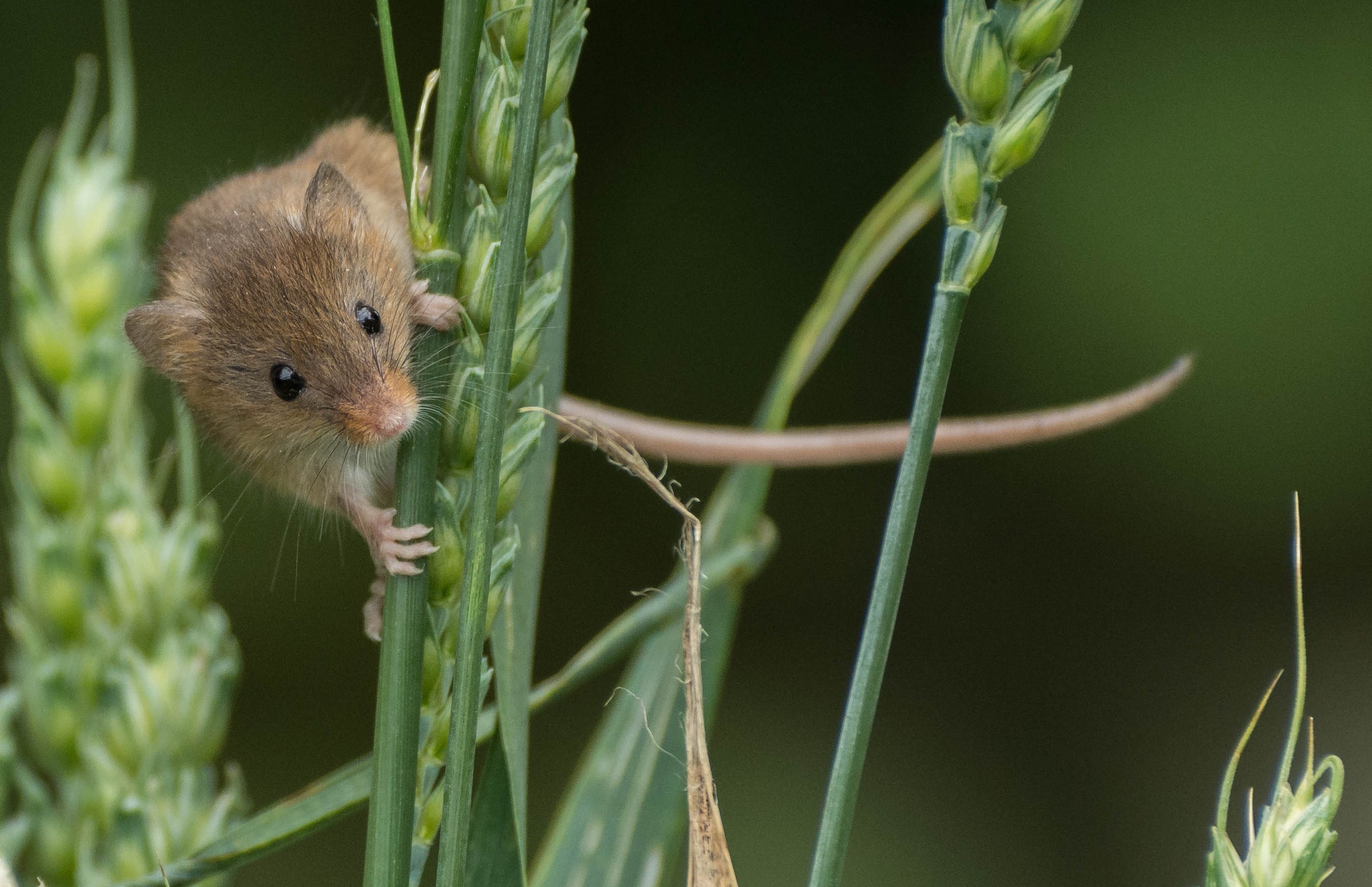 Обои колосья, мышь, животное, зверек, грызун, ears, mouse, animal, rodent разрешение 2696x1742 Загрузить