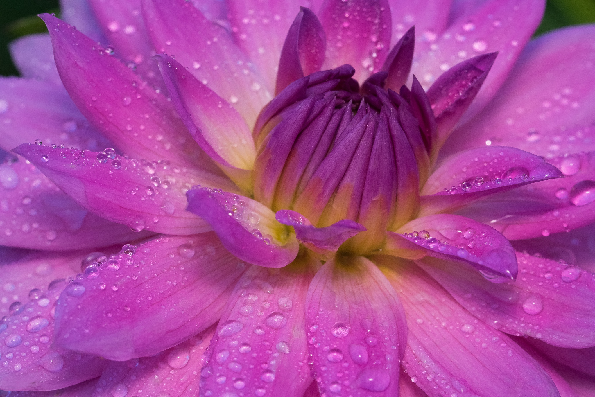 Обои макро, цветок, роса, капли, лепестки, георгина, георгин, macro, flower, rosa, drops, petals, dahlia разрешение 2048x1367 Загрузить